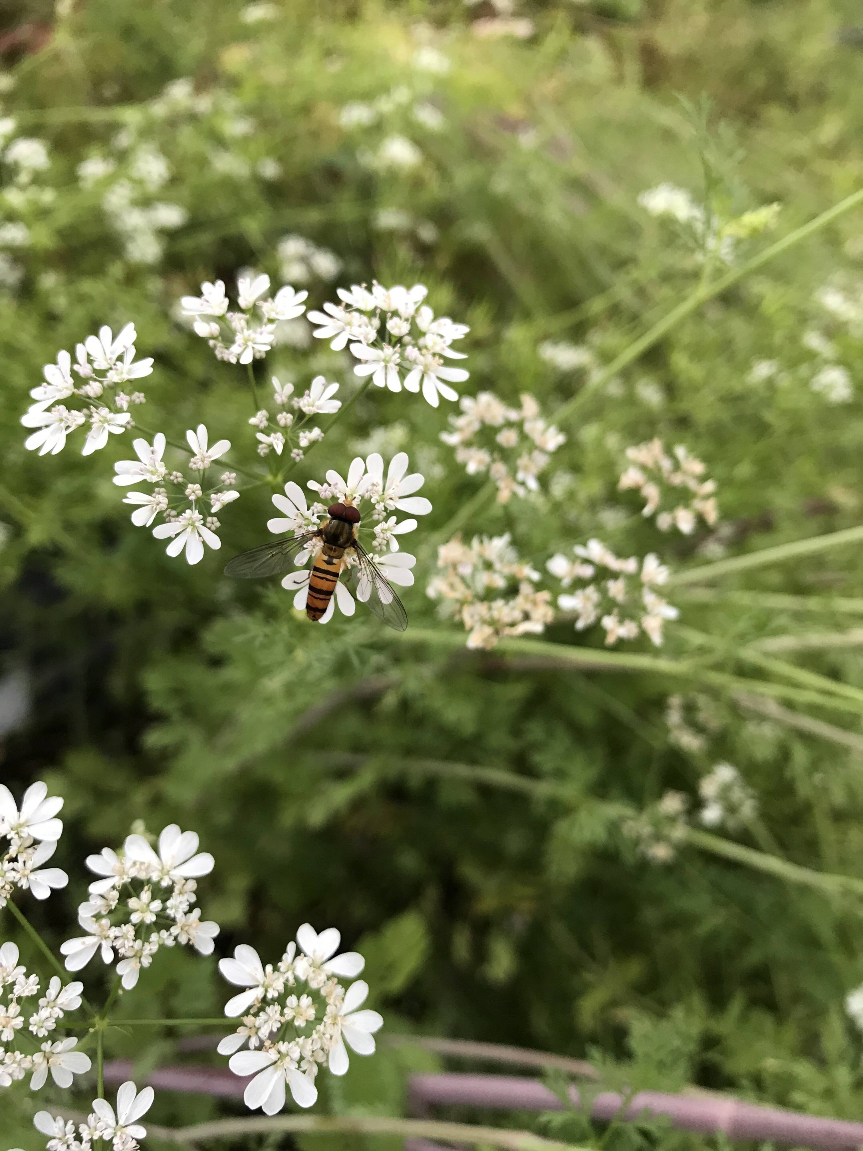コリアンダーの花が見頃です コリアンダーシード生成中 食べチョク 産地直送 産直 お取り寄せ通販 農家 漁師から旬の食材を直送