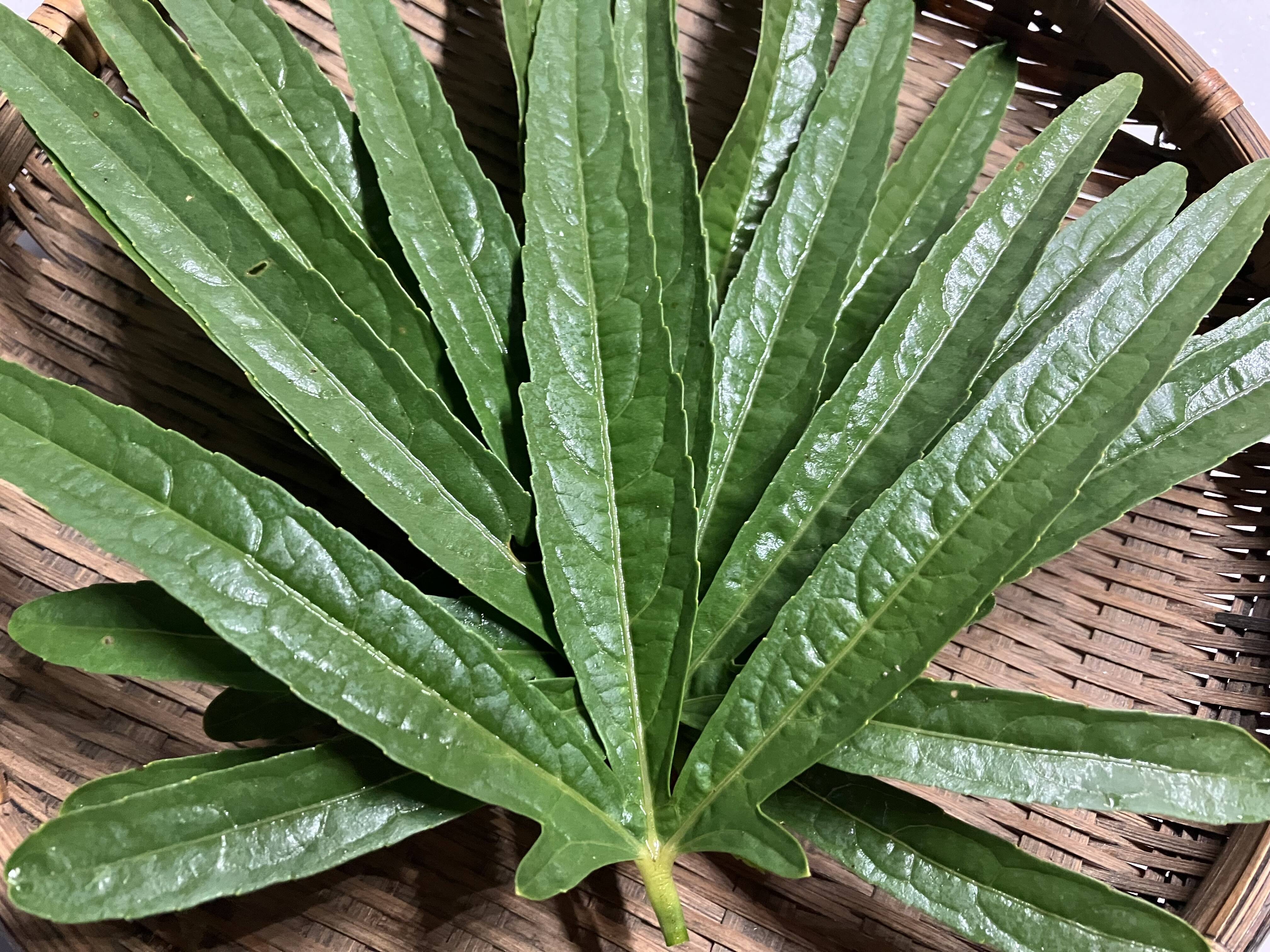 ローゼルの葉っぱ☘️現在植物たかはら 2025年、収穫スタートです！ローゼルの葉(約500g入り)：岡山県産の