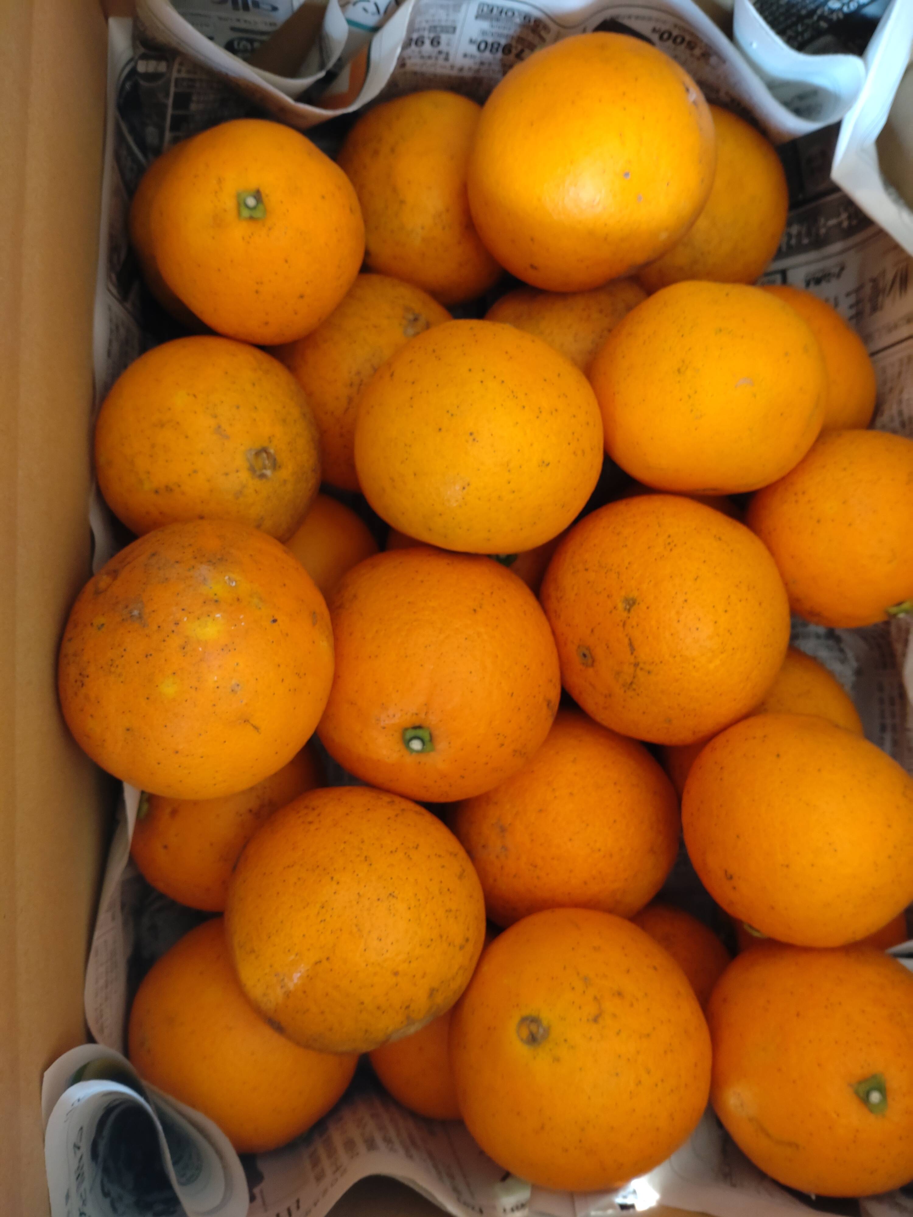 国産☆ネーブルオレンジ☆　5キロ(箱込み)　広島県産　産地直送 数量限定】【訳あり】広島県産 ネーブルオレンジ🍊5kg(箱込み)：広島県
