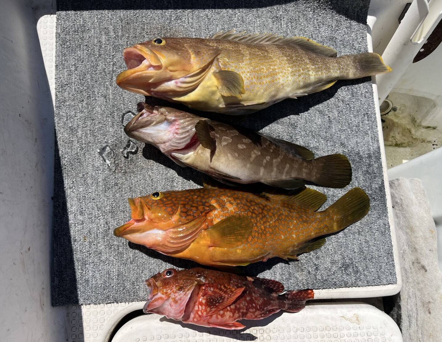 明日朝まで限定！捕れたて！クエ・アコウ・カサゴ・アオナ 約3kg 