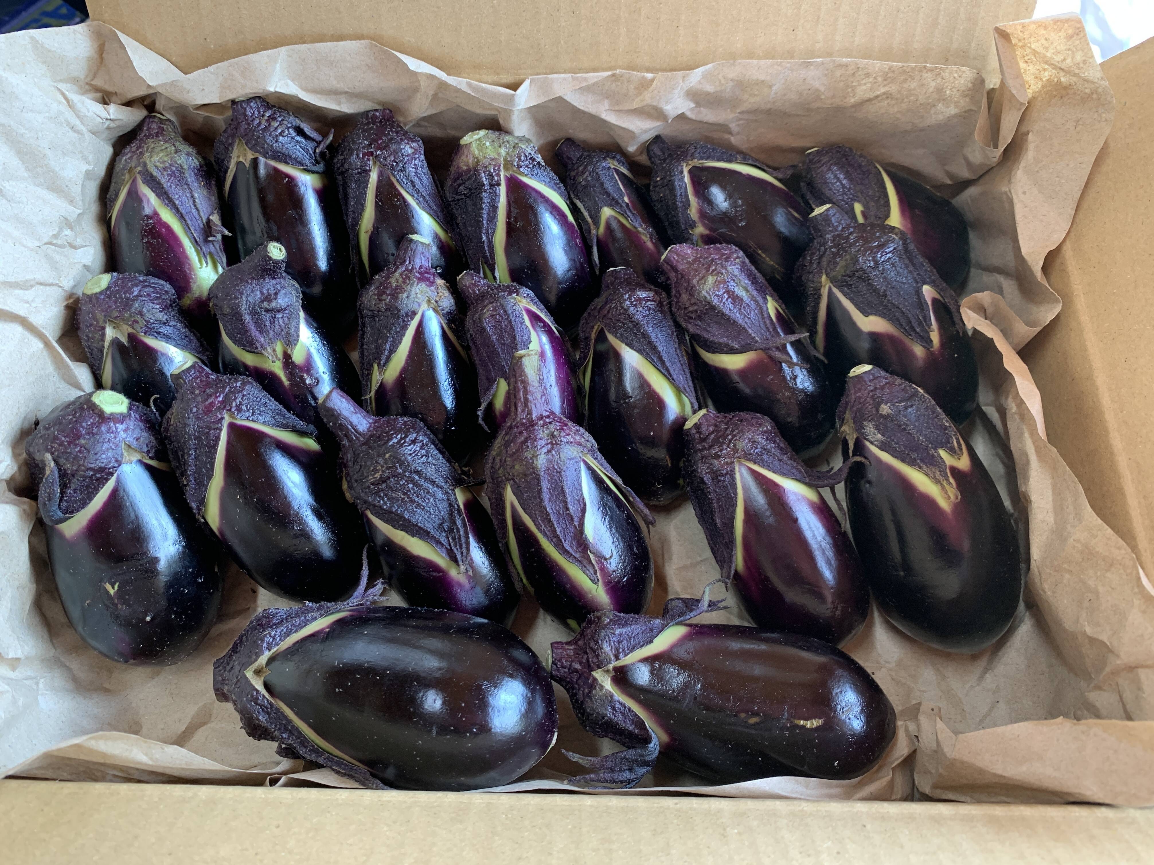 みずみずしさ抜群！薄皮で甘み多め！伝統野菜下田ナス1kg：滋賀県産の