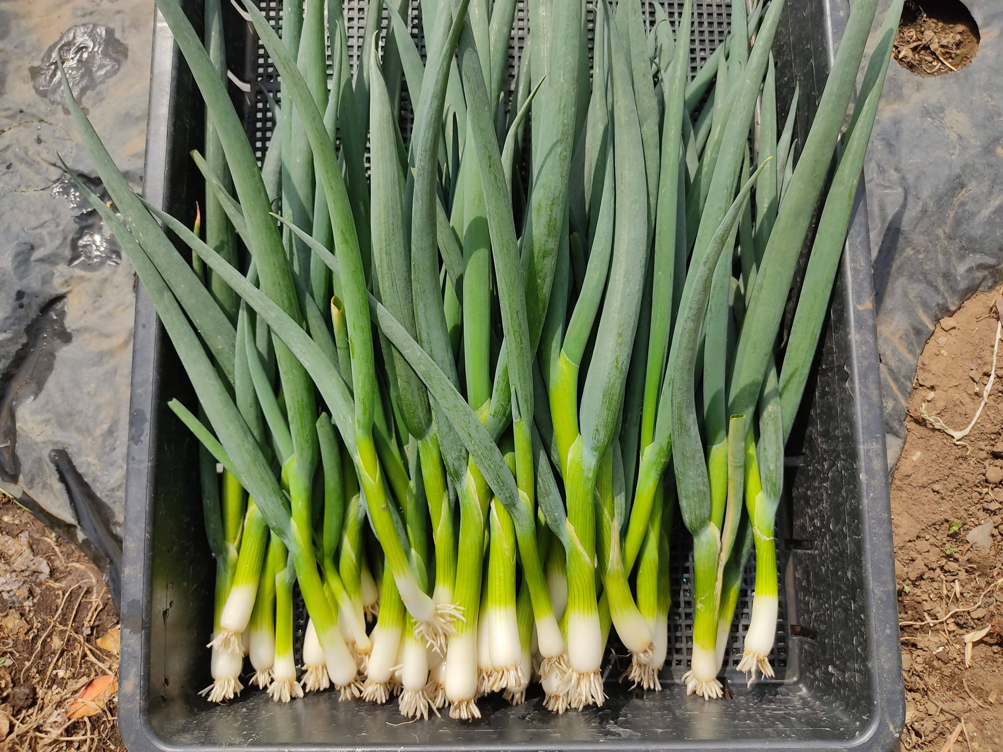 ✨農薬・化成肥料不使用の土の力で育った、主役になる小葱 約1kg