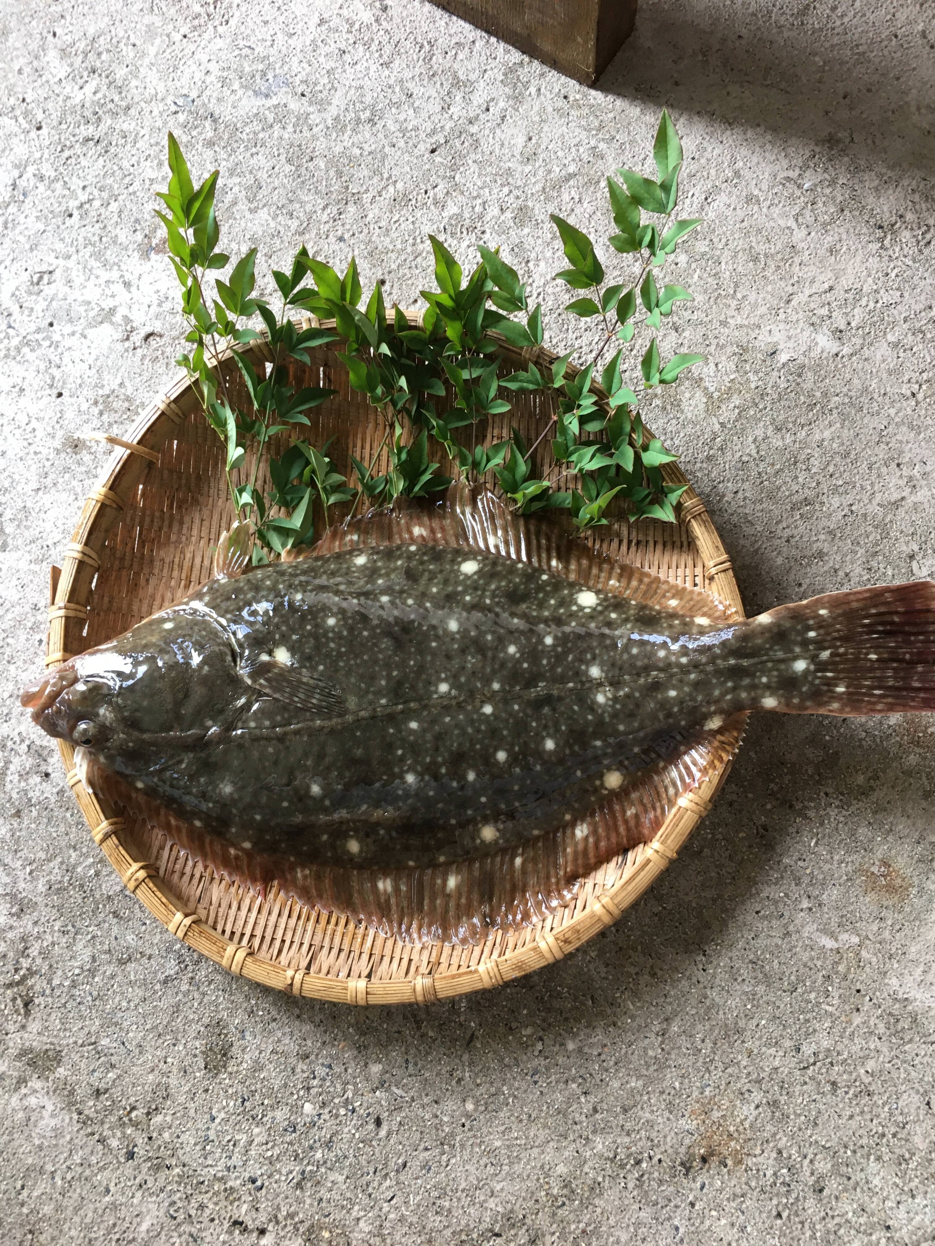 三浦水産おすすめ 旬真っ盛り イシカレイ1k弱とマコカレイ0 7 弱 計2枚 香川県産 食べチョク 農家 漁師の産直ネット通販 旬の食材を生産者直送