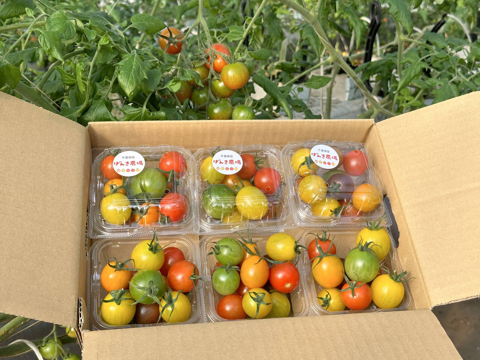 tomato2枚セット 楽天市場】プロトリーフ トマトの土＆ニチカン トマトの支柱 180cm