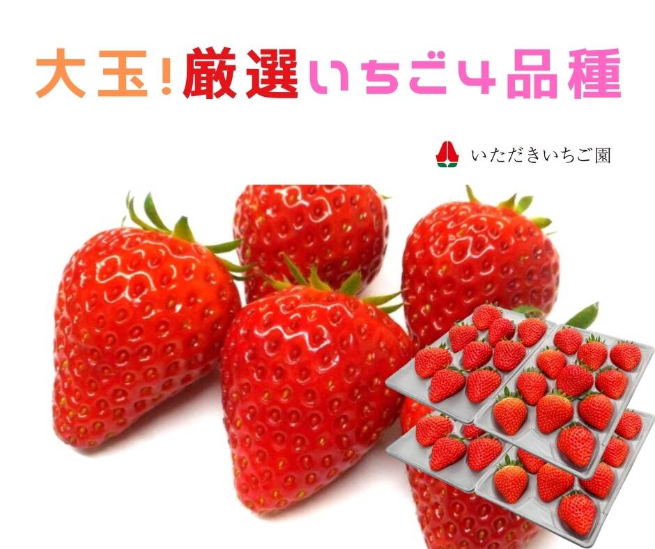 化粧箱入】大玉贅沢三昧！いただきいちご園の厳選4品種食べ比べセット