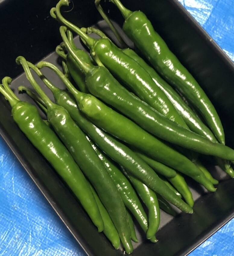 O】爽やかな薫り 激辛 生青唐辛子1kg：熊本県産のその他唐辛子｜食べ