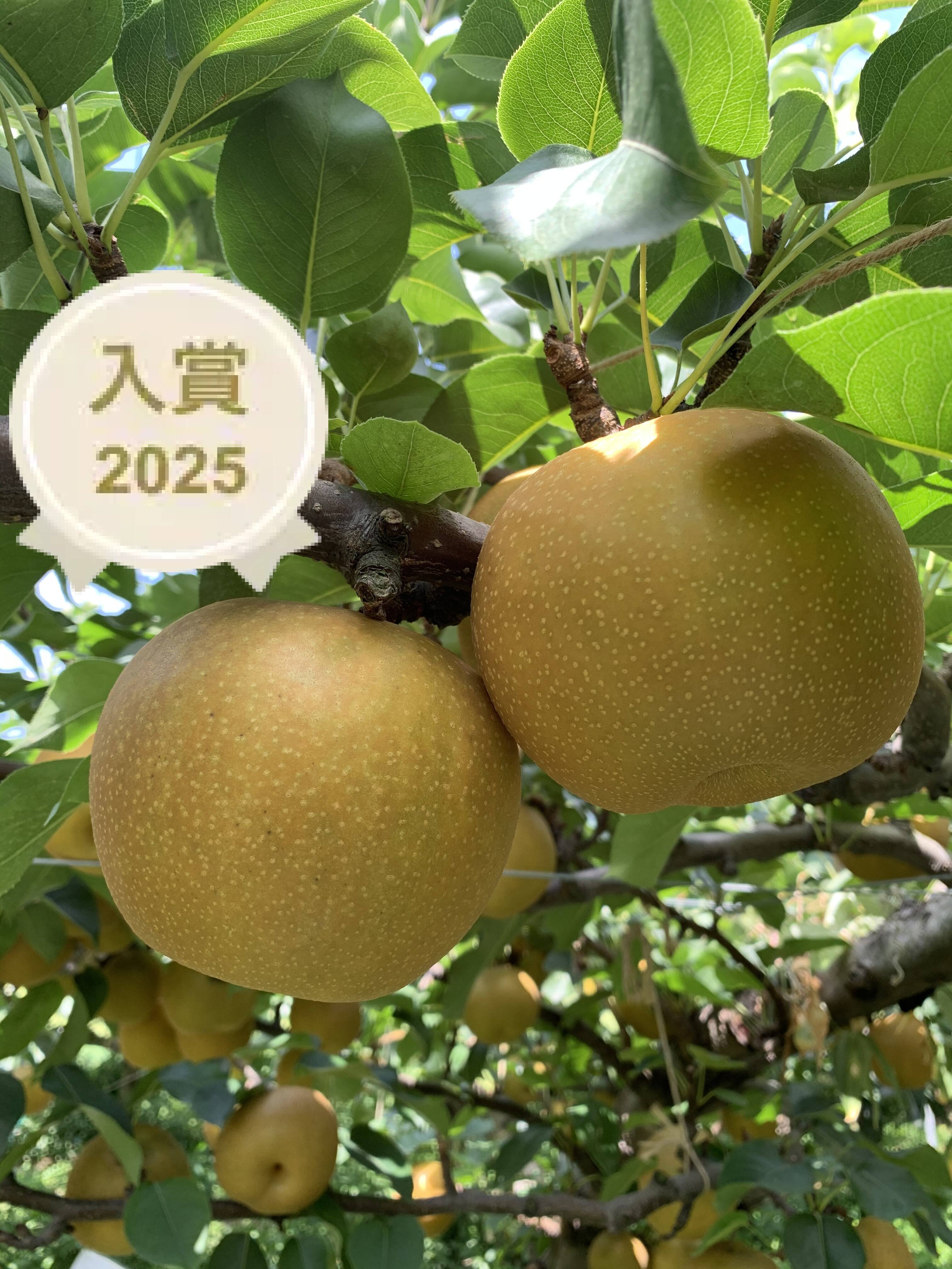 鳥取県産梨『新甘泉』5kg(8~14玉) 秀品：鳥取県産の新甘泉｜食べチョク