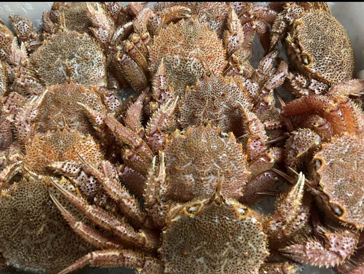 今シーズン初物 小サイズ 三陸産 浜茹で 毛蟹 約250g前後✖️2尾 堅