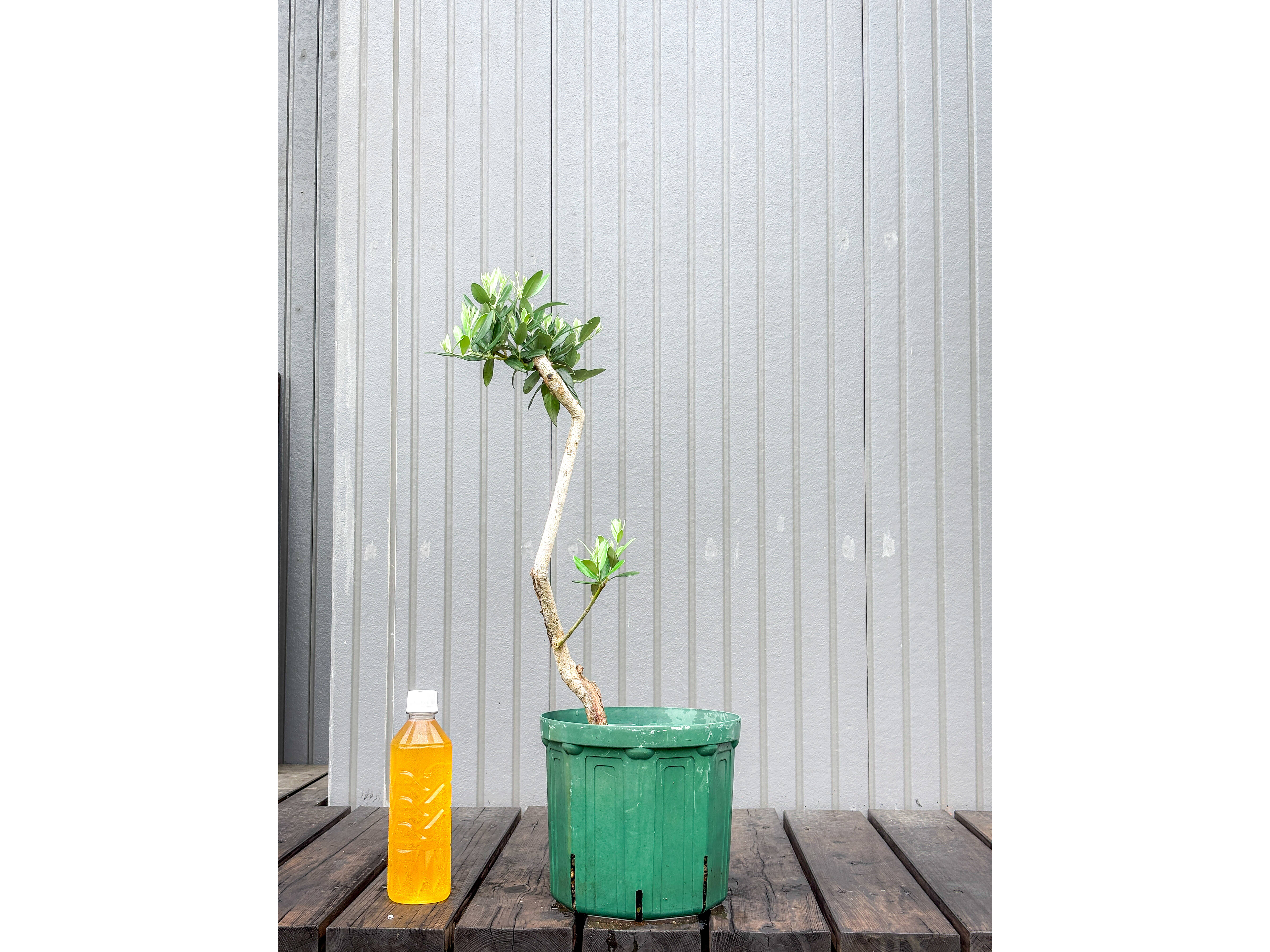 アセロラとオリーブの鉢植え売ります 鉢植えオリーブ 販売 新築・開店祝いにも最適