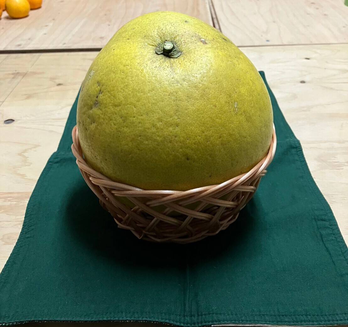 鹿児島県産「わっぜふっとか晩白柚」：鹿児島県産のみかん・柑橘類