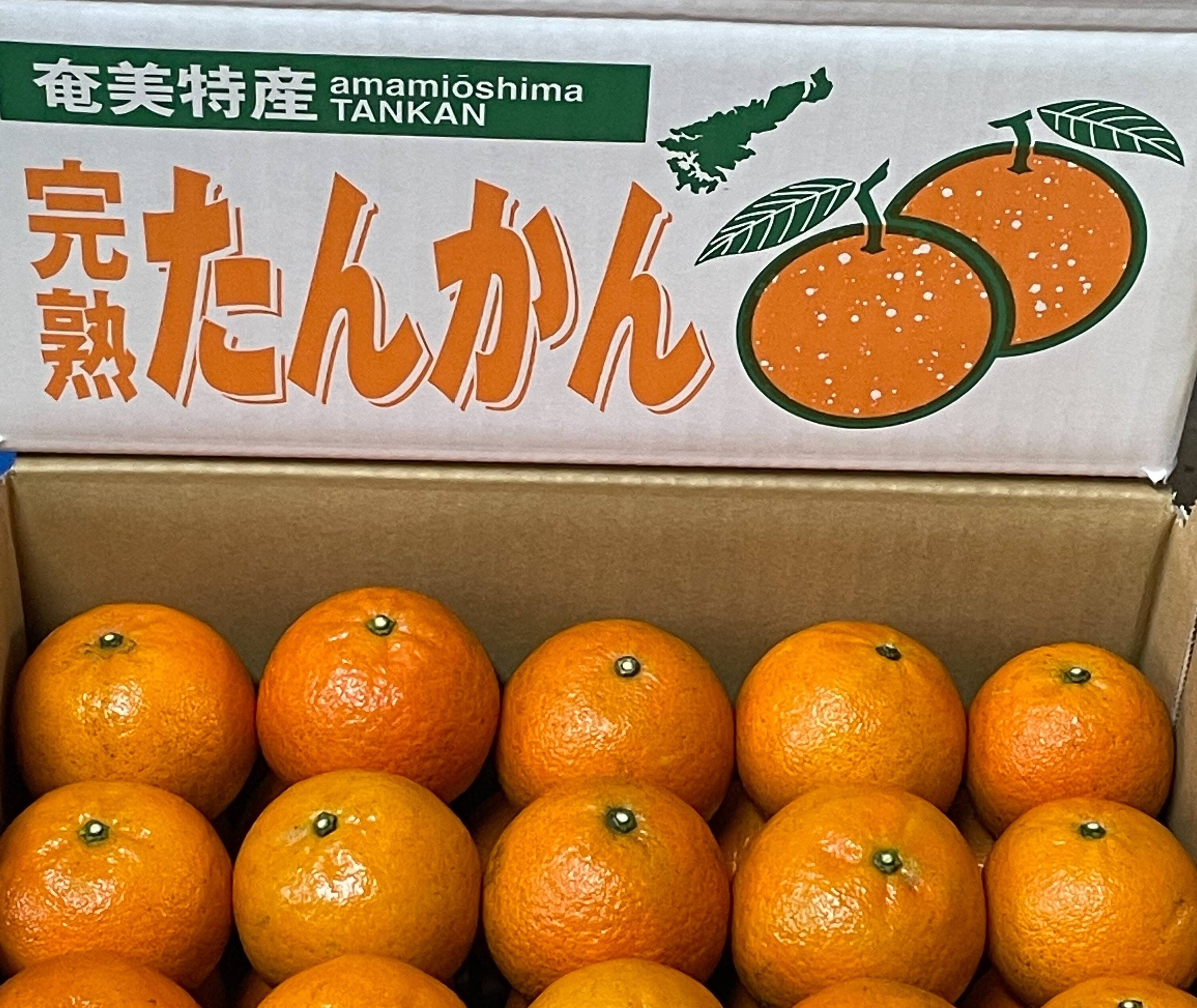 【3月初旬まで】たんかん（5㎏）M、L玉：鹿児島県産のみかん・柑橘類｜食べチョク｜産地直送(産直)お取り寄せ通販 - 農家・漁師から旬の食材を直送