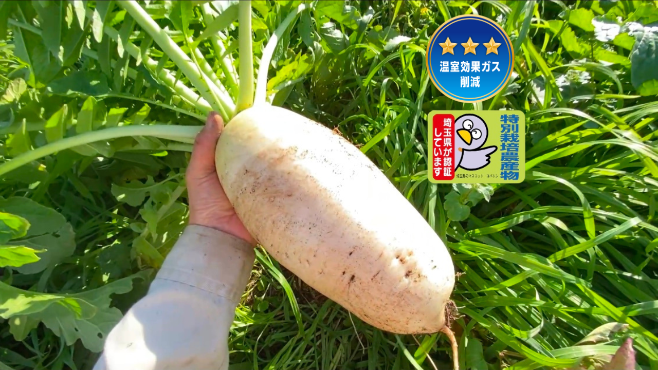 自然栽培🍀固定種】加賀伝統野菜打木源助大根・約1〜2kg・味しみ抜群