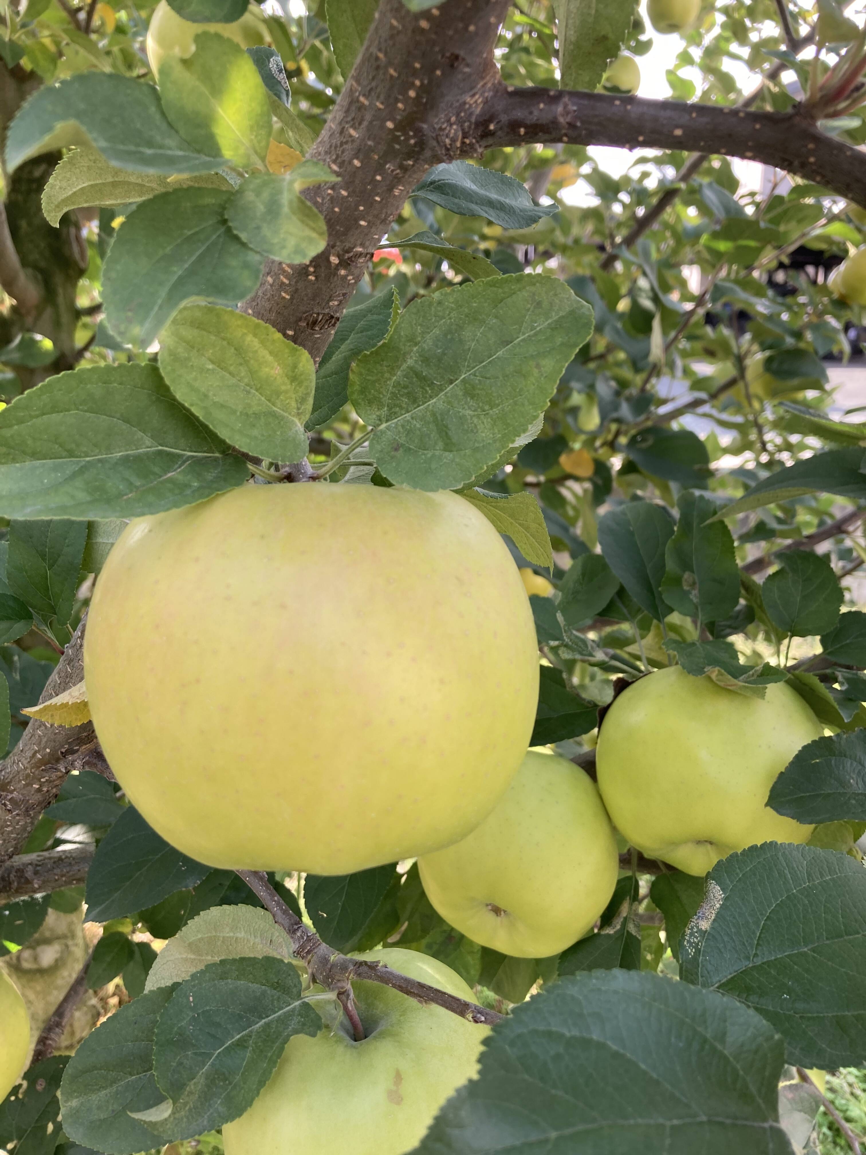 超希少りんご こうこう3キロ7-12玉 樹上完熟蜜入りチェック済み 幸せ