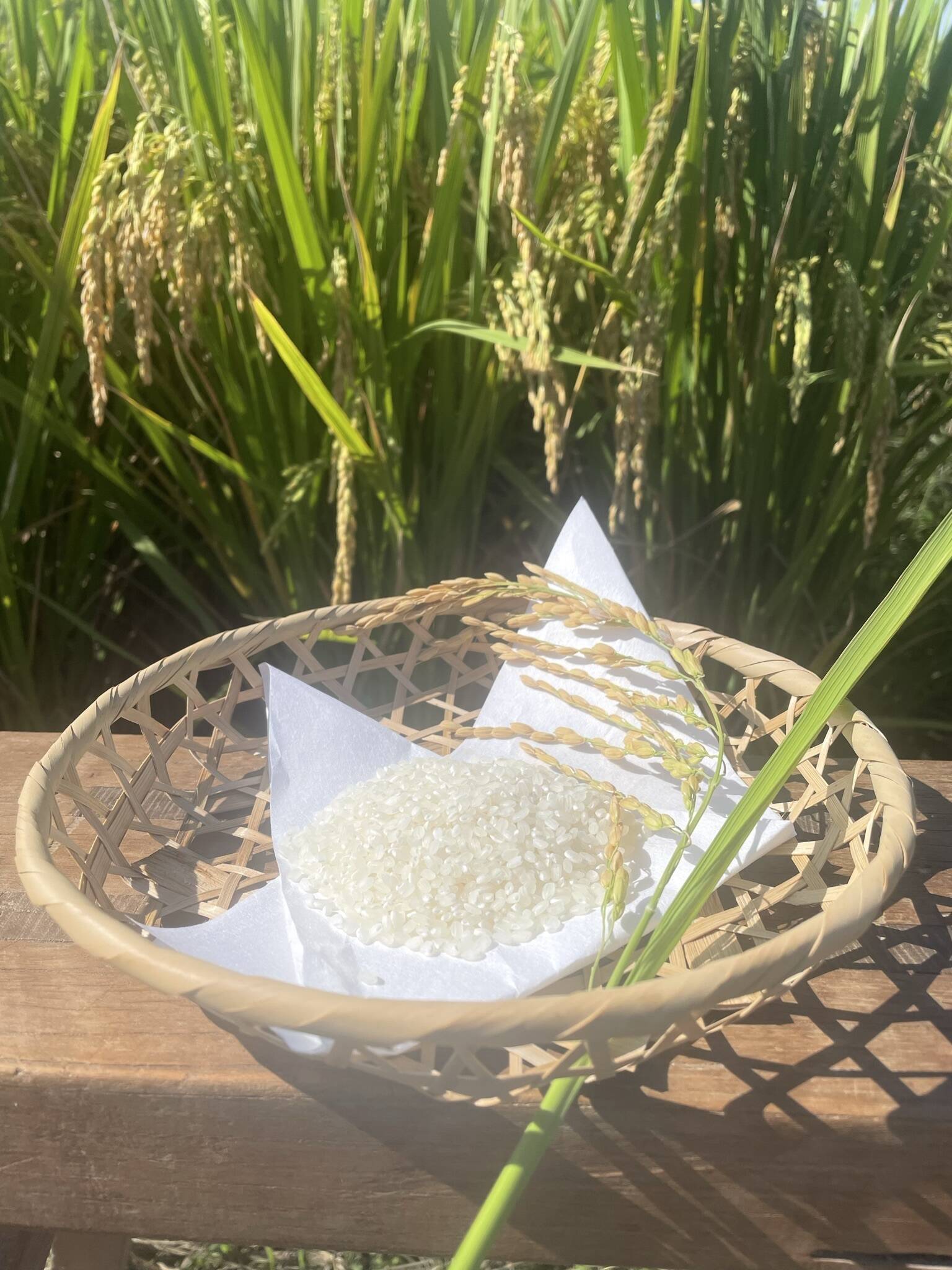 2025年産🌾 香川県産あきさかり白米24kg新米！味自慢 予約開始