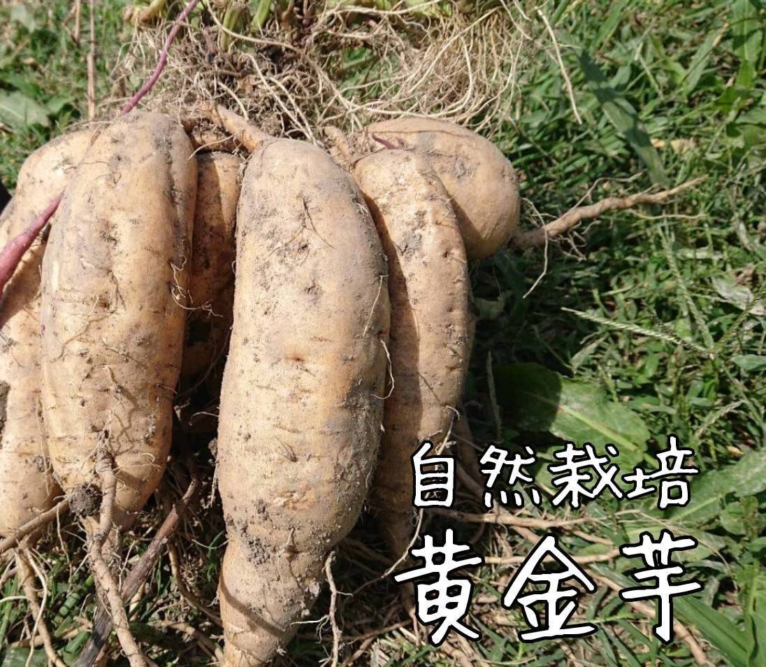 さつまいも苗 200本 5種組み合わせ自由 （楽天市場】さつまいも
