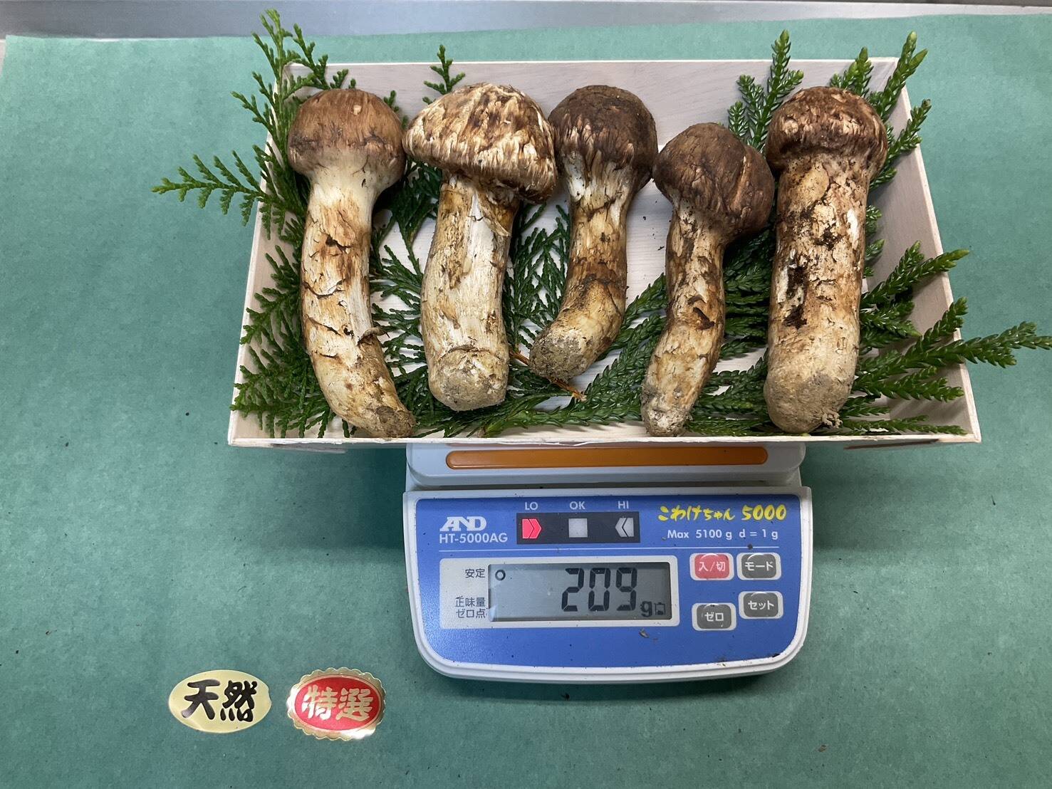 秋の味覚の王様】松茸/マツタケ/まつたけ/純国産/つぼみ/209g【特上