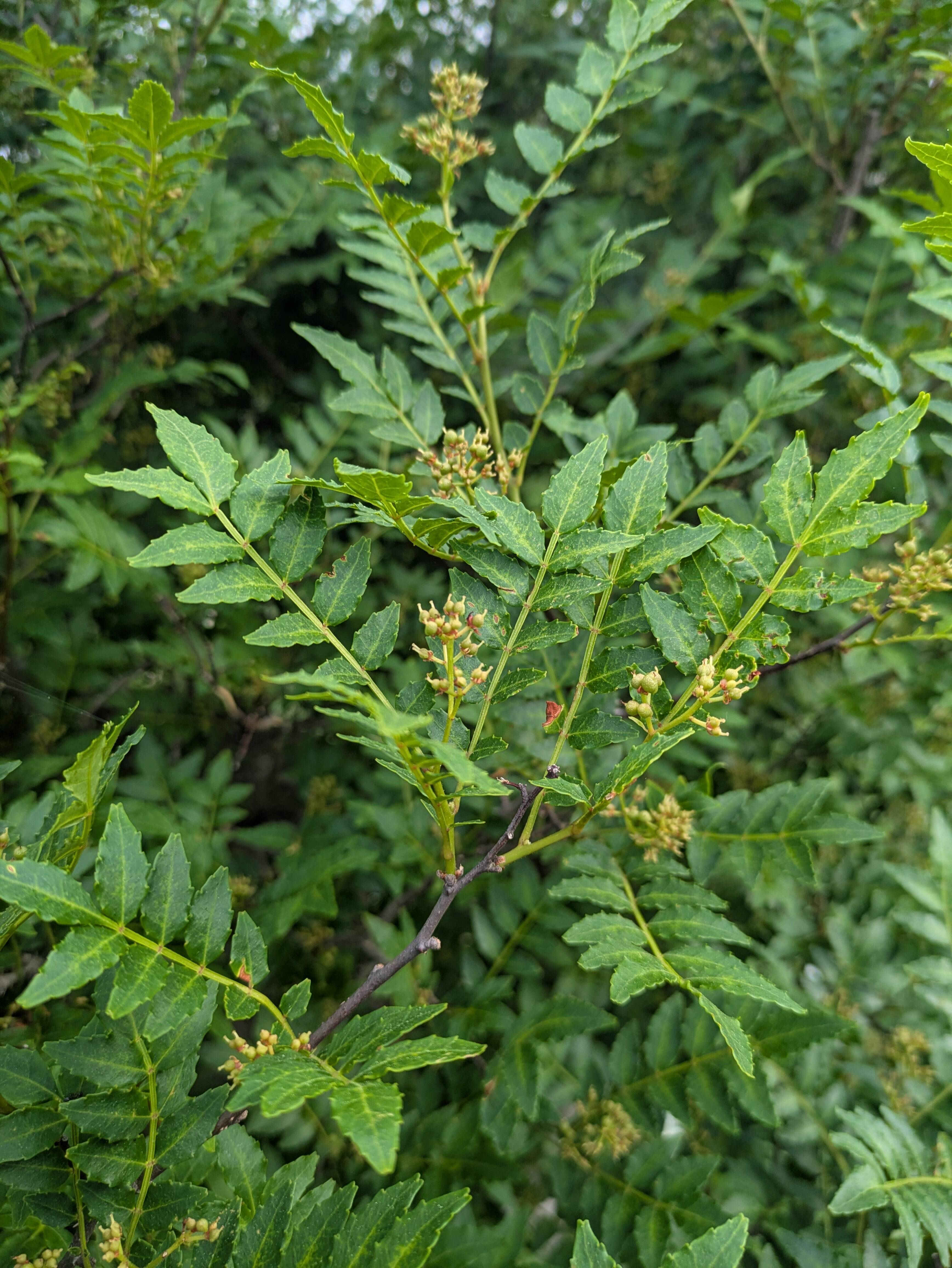 山椒の新芽（生）葉付き 約30本 農薬一切不使用 天然栽培：長野県産の