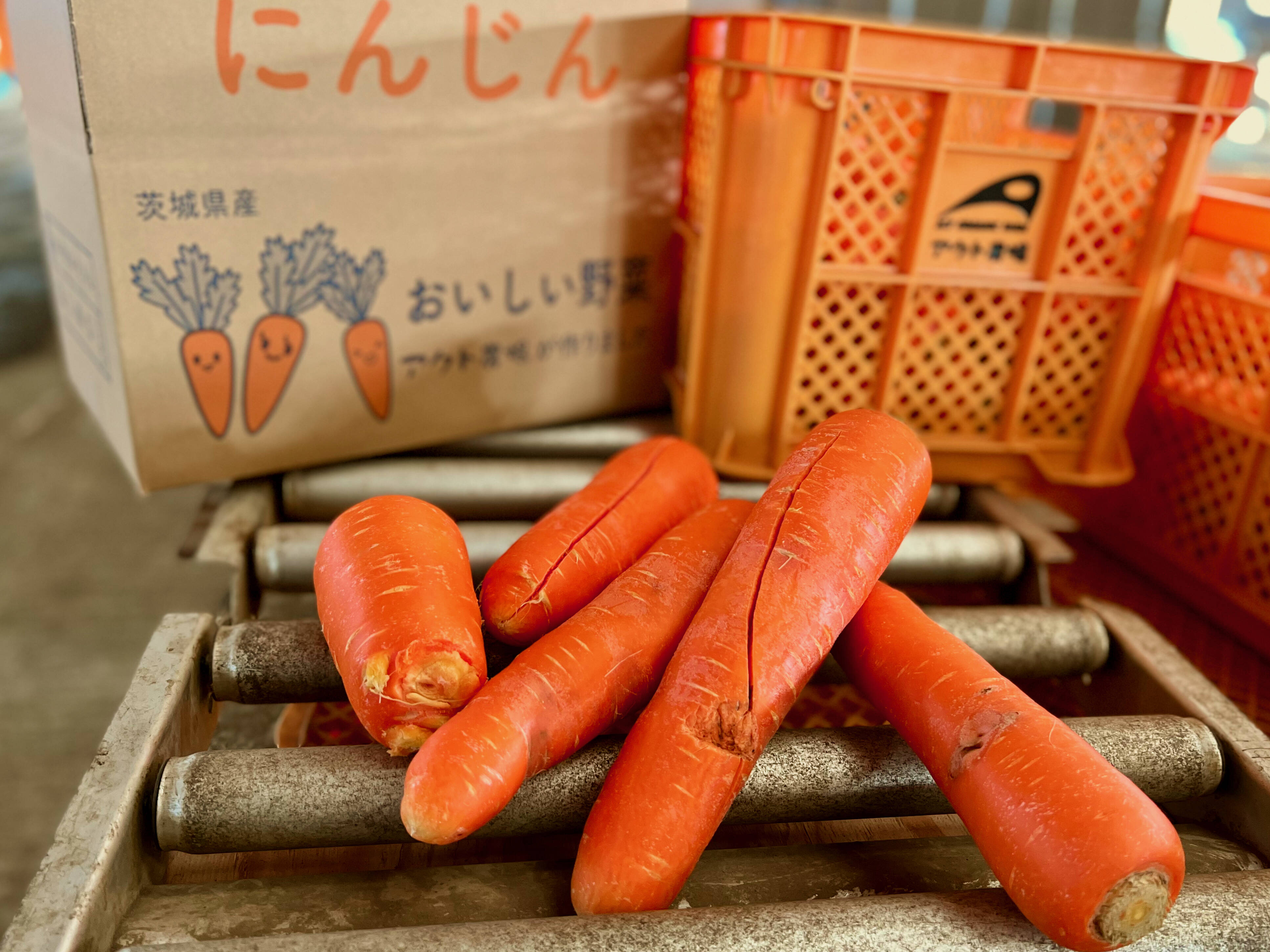 人参。（水洗い品）大容量10kg：茨城県産の野菜｜食べチョク｜産地