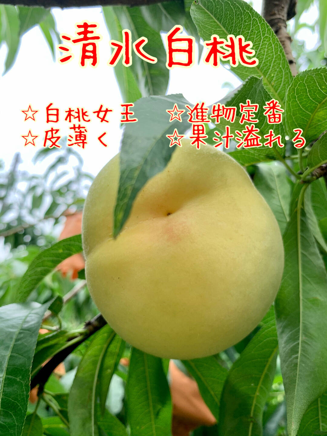 本日発送！岡山産　清水白桃　訳あり家庭用　4キロ箱いっぱい 楽天市場】2026年7月分予約 糖度13〜15度 減農薬 岡山 清水白桃
