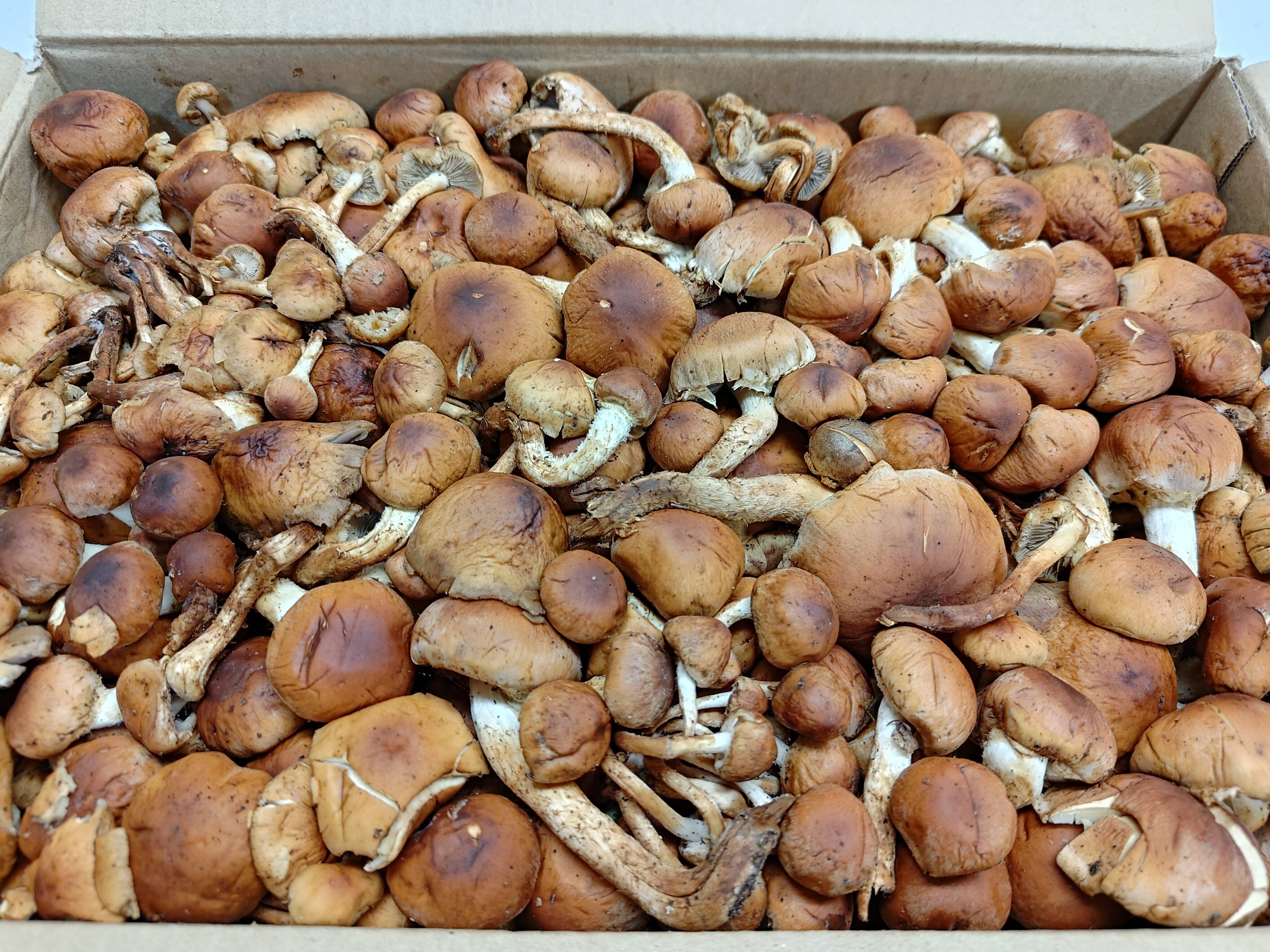 天然茸】クリタケ/シャキシャキ食感と旨いダシ/万能きのこ/200g：鳥取