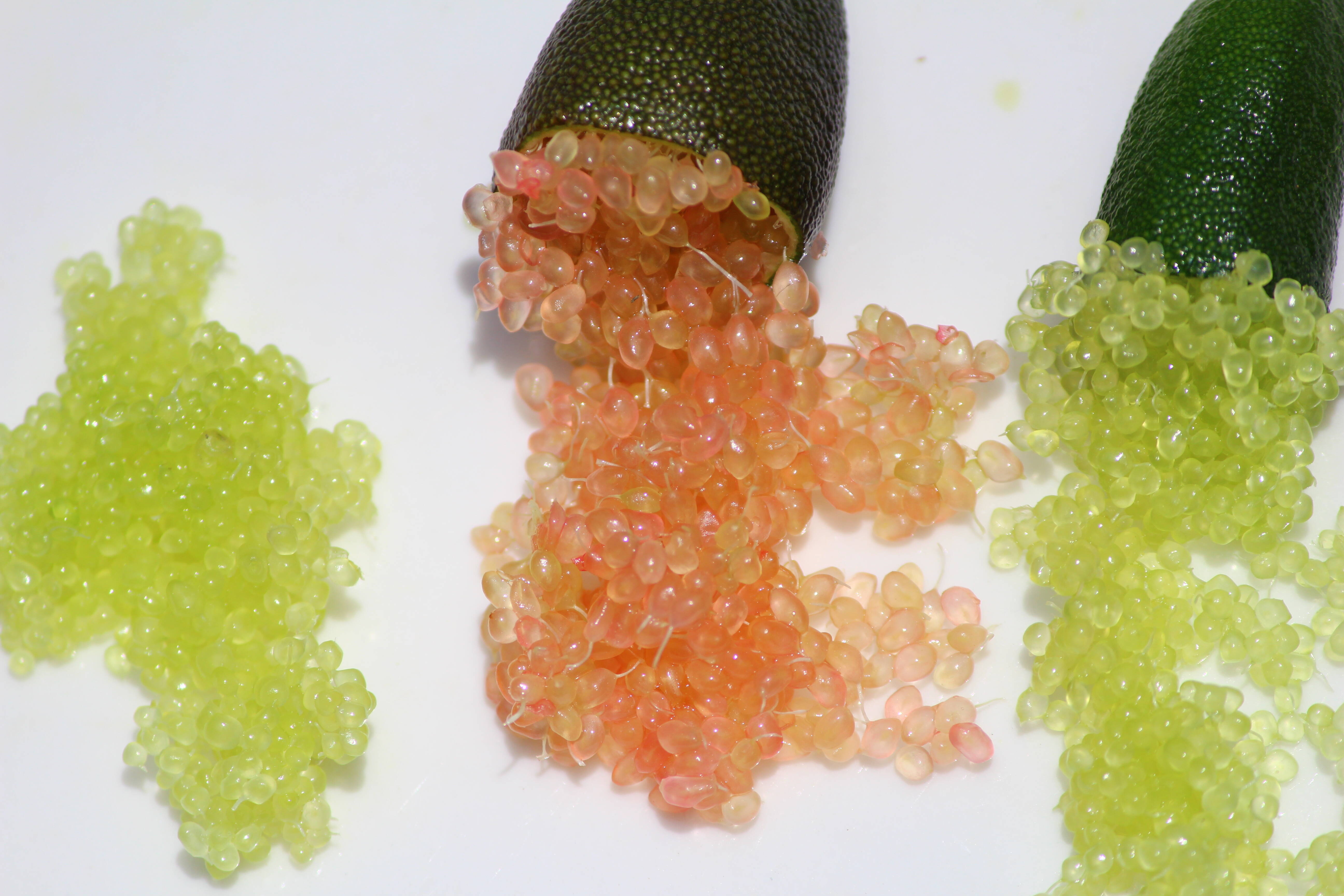 話題の柑橘！！ フィンガーライム 500g！：愛媛県産のみかん・柑橘類