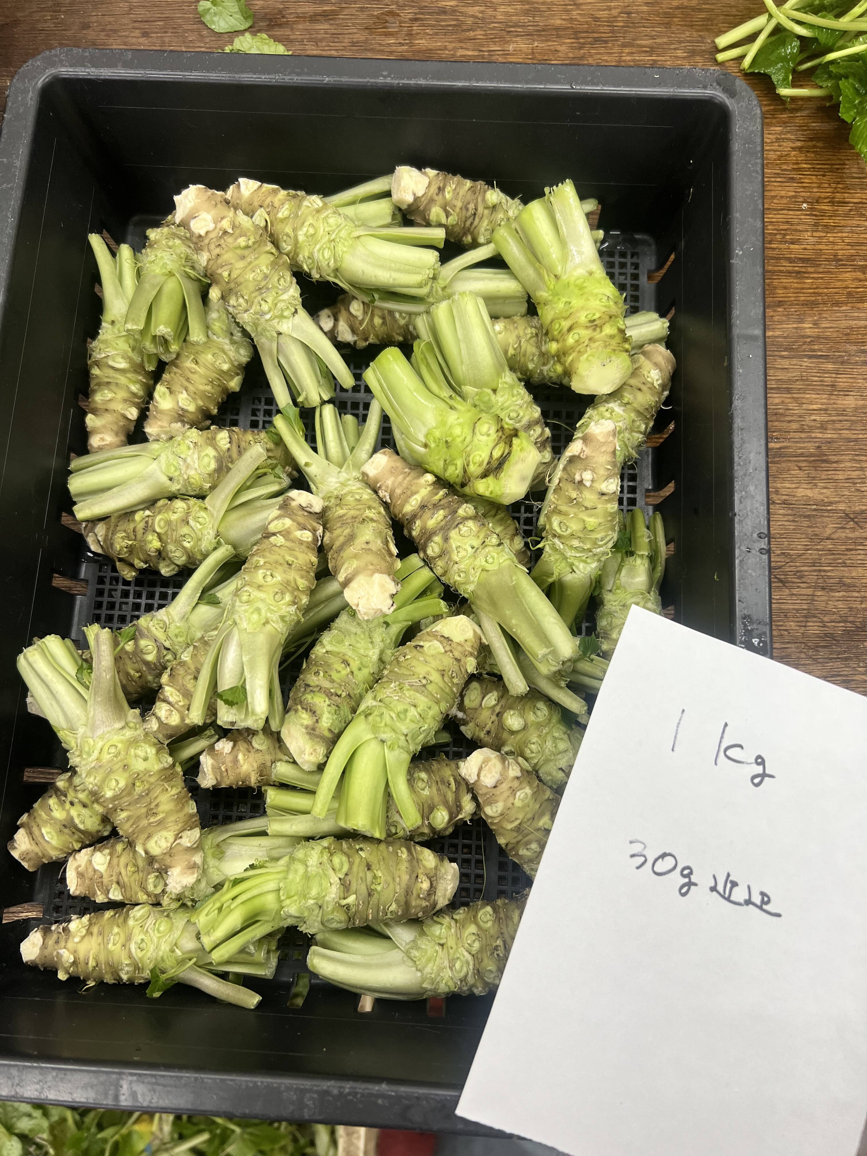 数量限定品】安曇野の湧水育ち。安曇野産本生わさび。3本100g：長野県