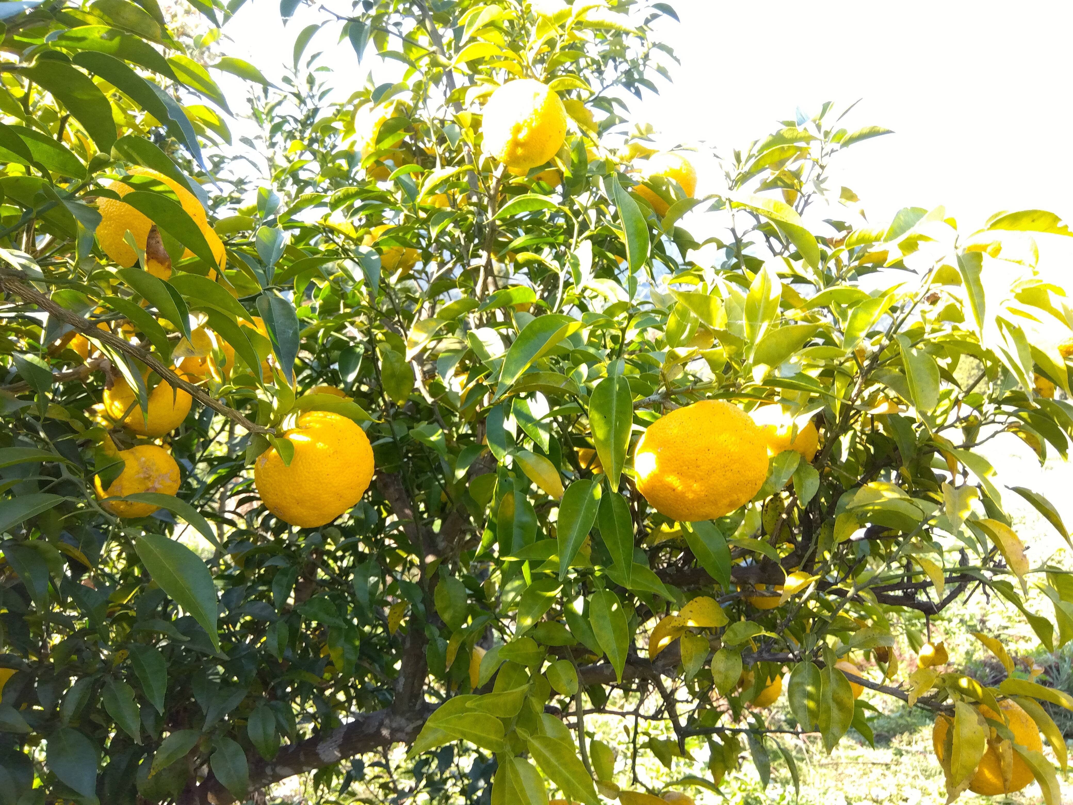 温州みかん☆晩生☆1.2キロ☆長崎県産 - 果物