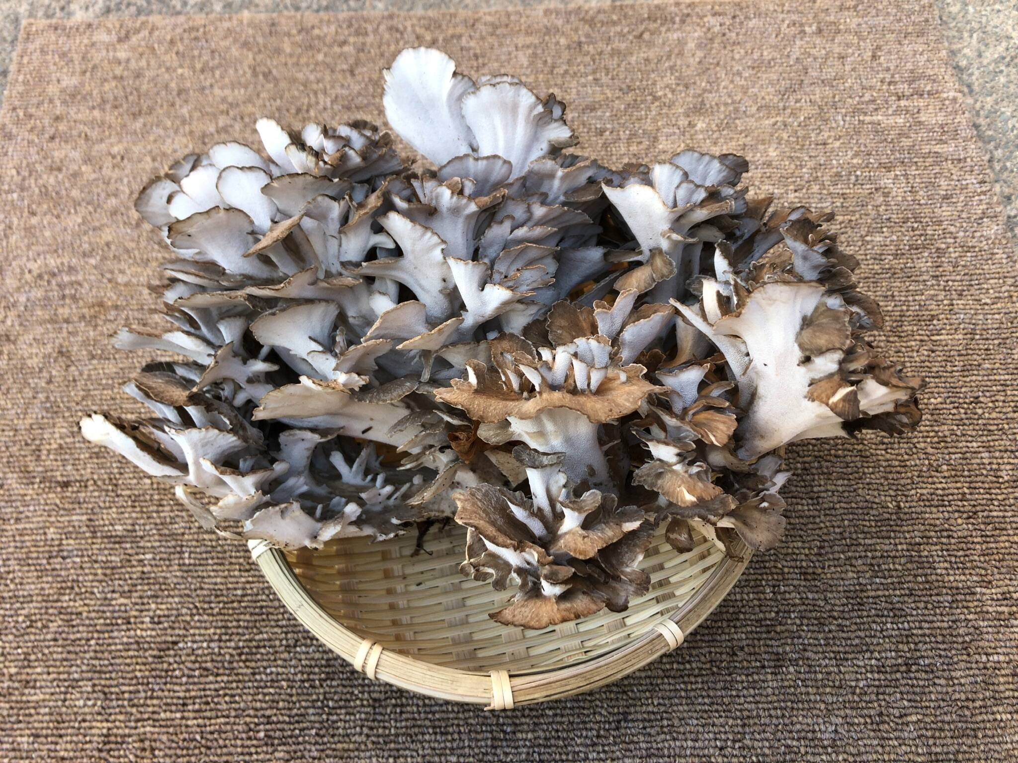 山の神からの贈り物【山形県産】天然舞茸500g：山形県産の野菜｜食べ