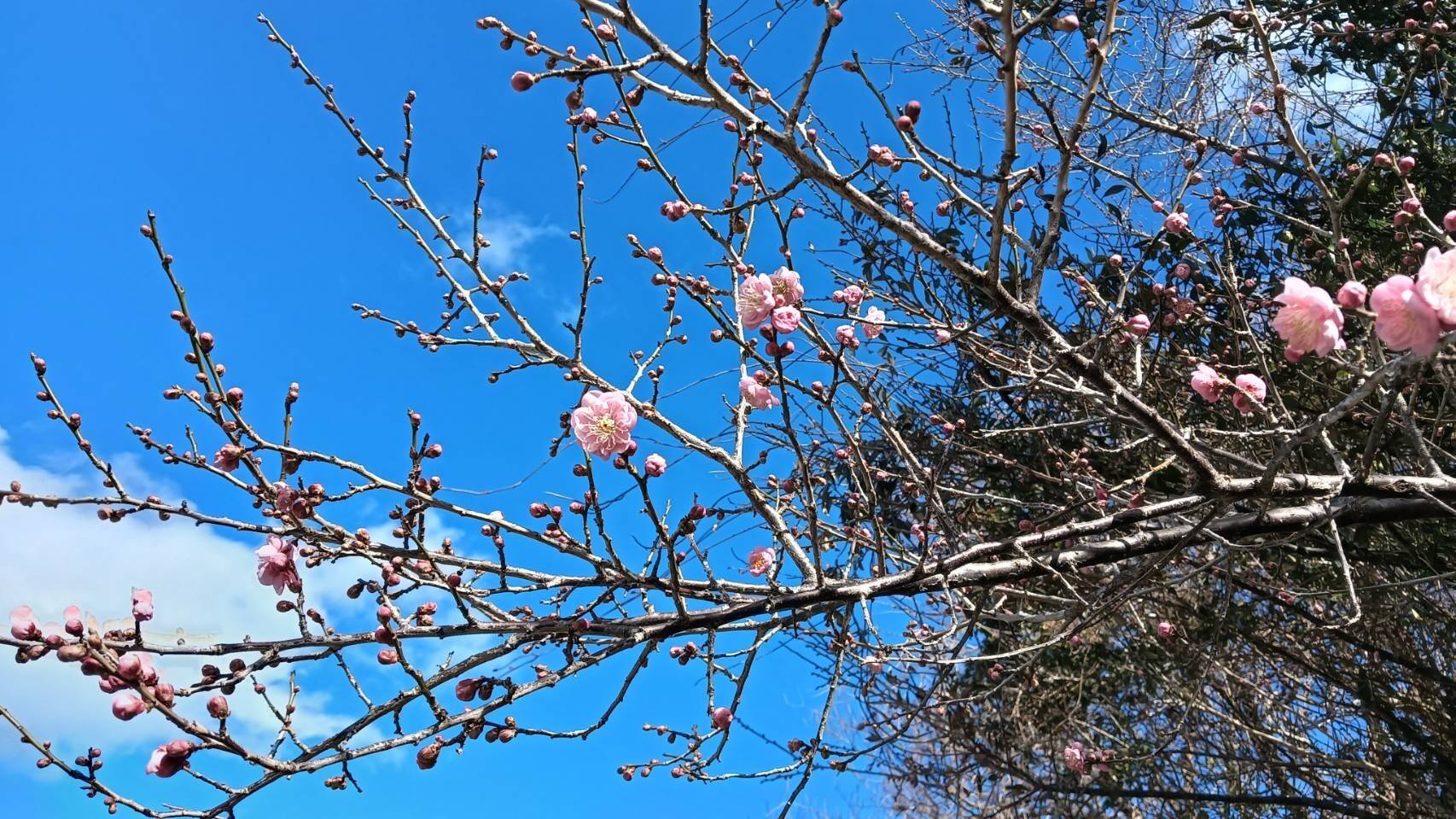 寒梅|食べチョク|産地直送(産直)お取り寄せ通販 - 農家・漁師から旬の食材を直送