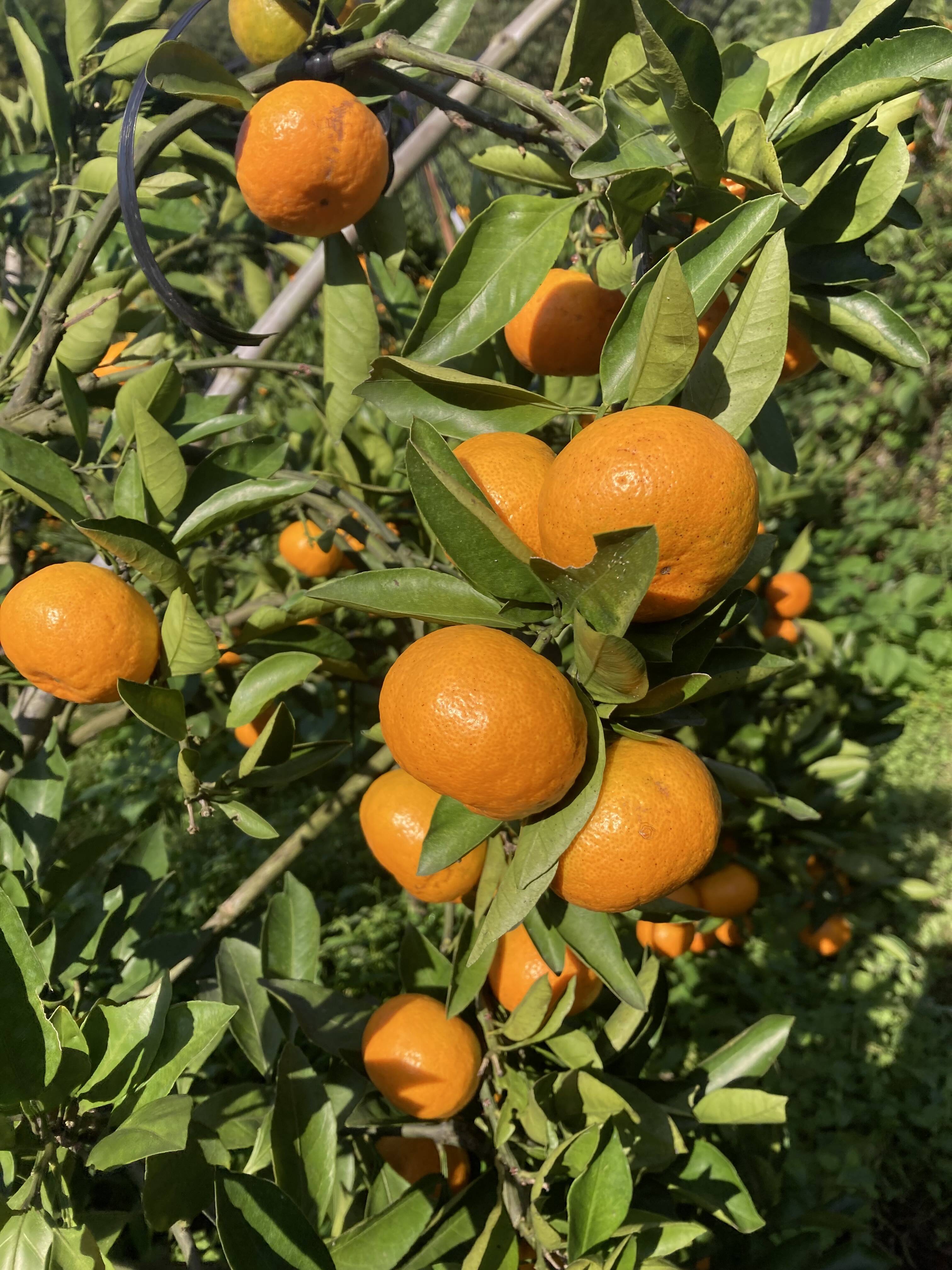 食べたらやみつき 甘くておいしい 『ゆら早生みかん』 3kg：熊本県産の