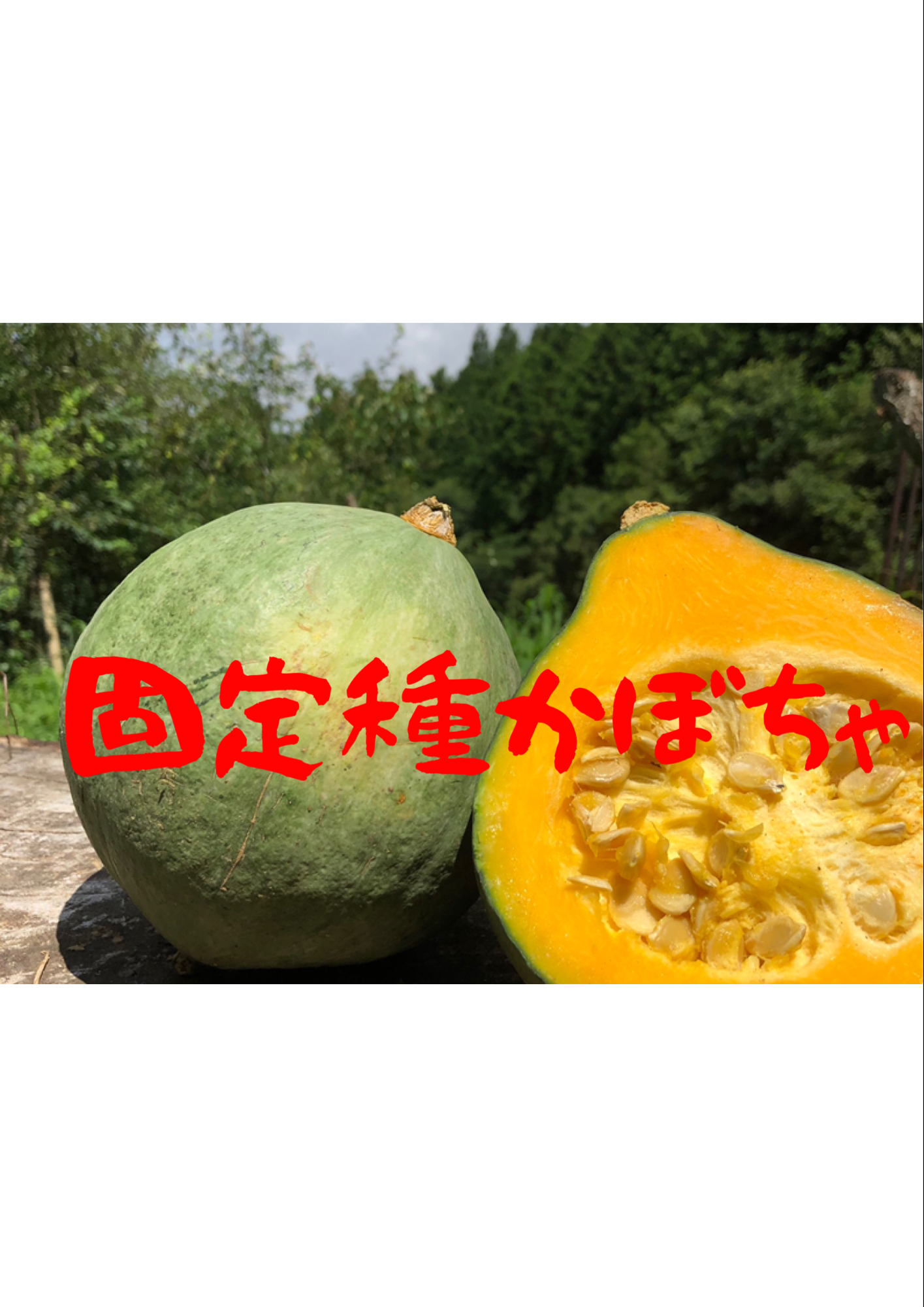 鶴首かぼちゃの種 固定種 無農薬 - 野菜