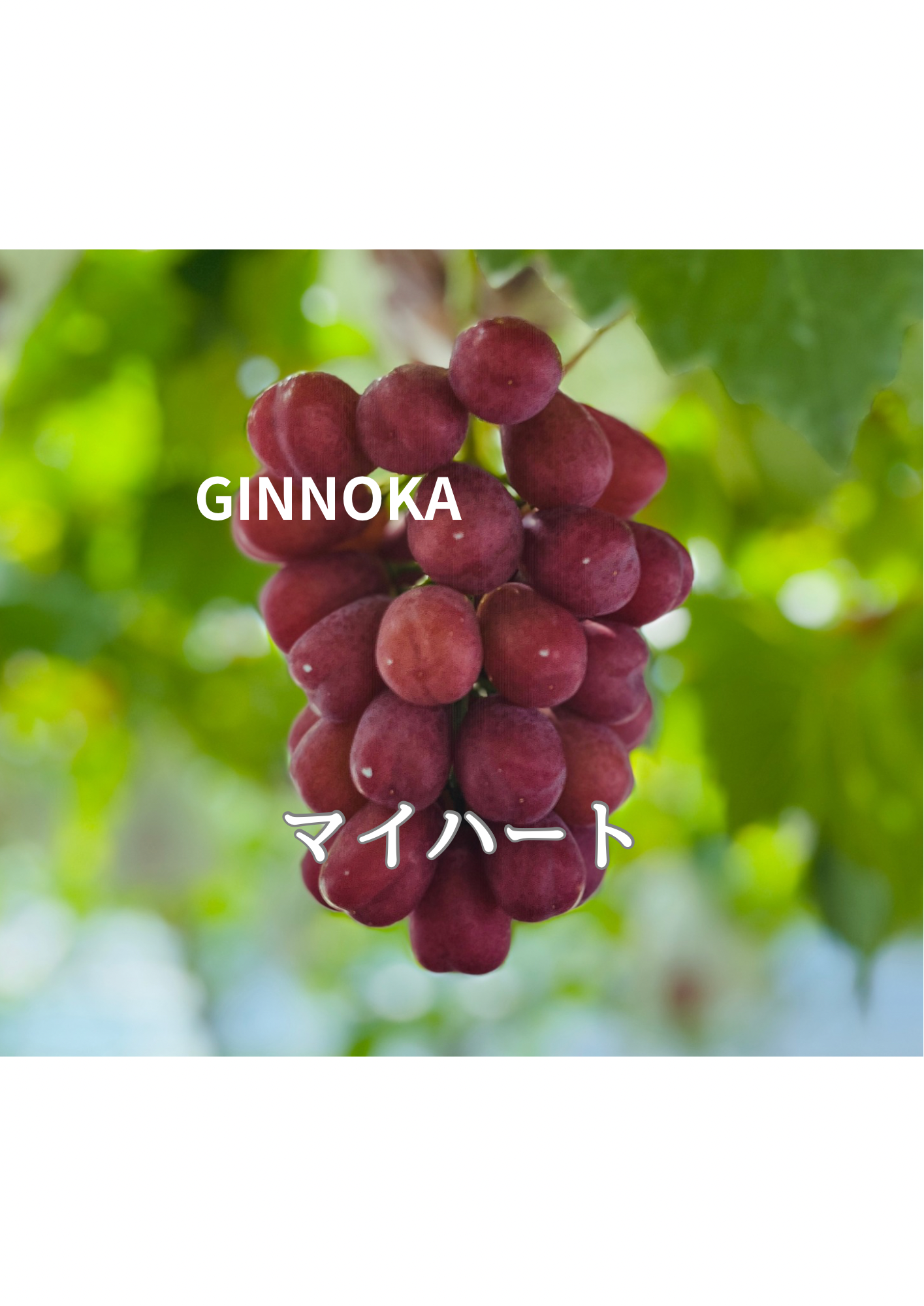 訳あり】クイーンルージュ®とマイハートのセット！ 4～5房 約1.4