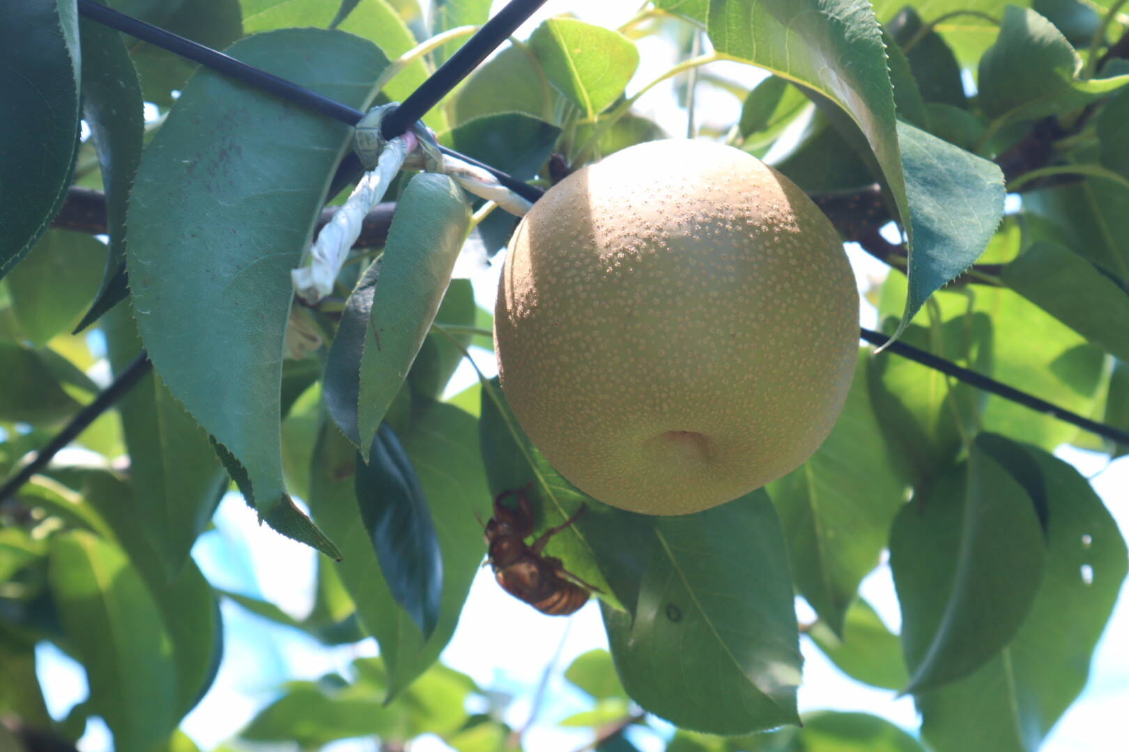 幸水】ミニサイズ梨を格安で🍐【家庭用】約3.5Kg：千葉県産の幸水