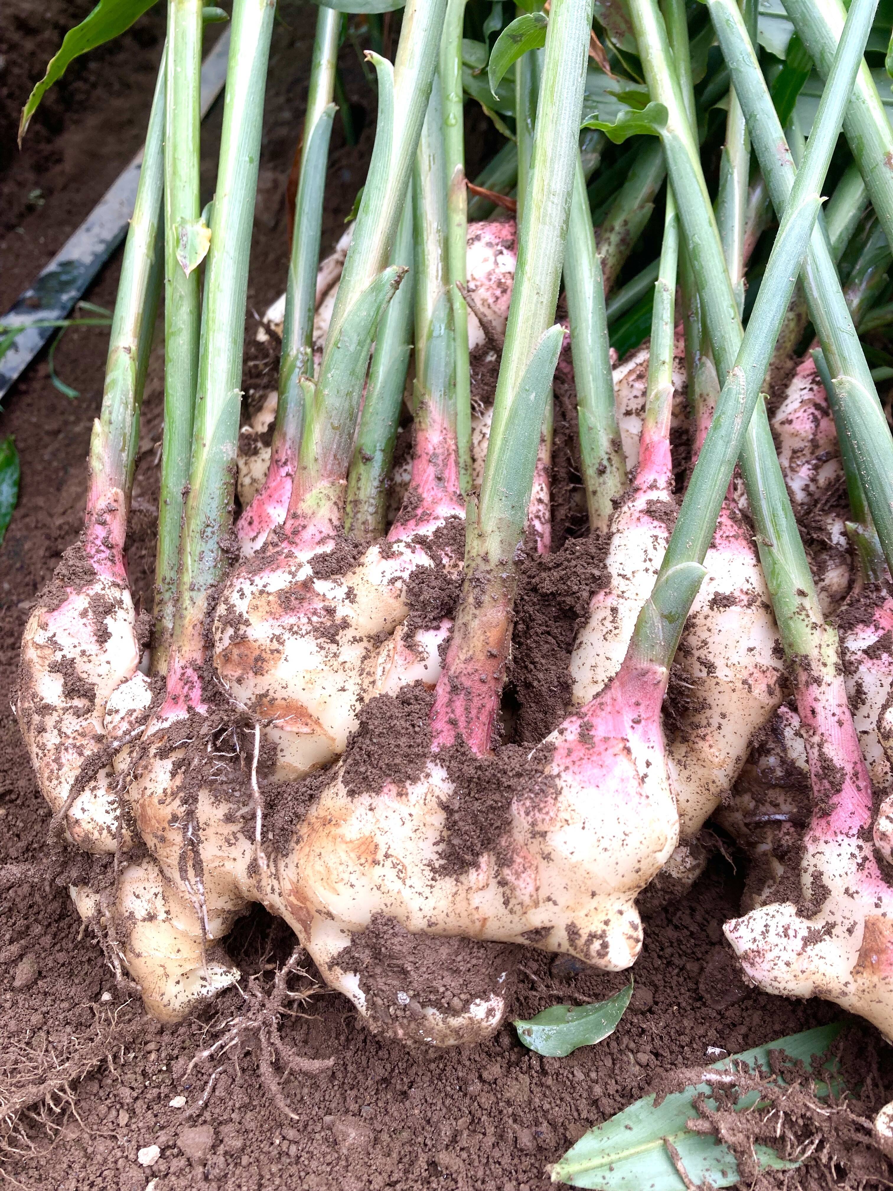 朝どれ新生姜　高知県産　5kg（箱別）6月上旬で今シーズン終了 高知県産 朝採れ新生姜レシピ付き 4キロ：高知県産のその他薬味