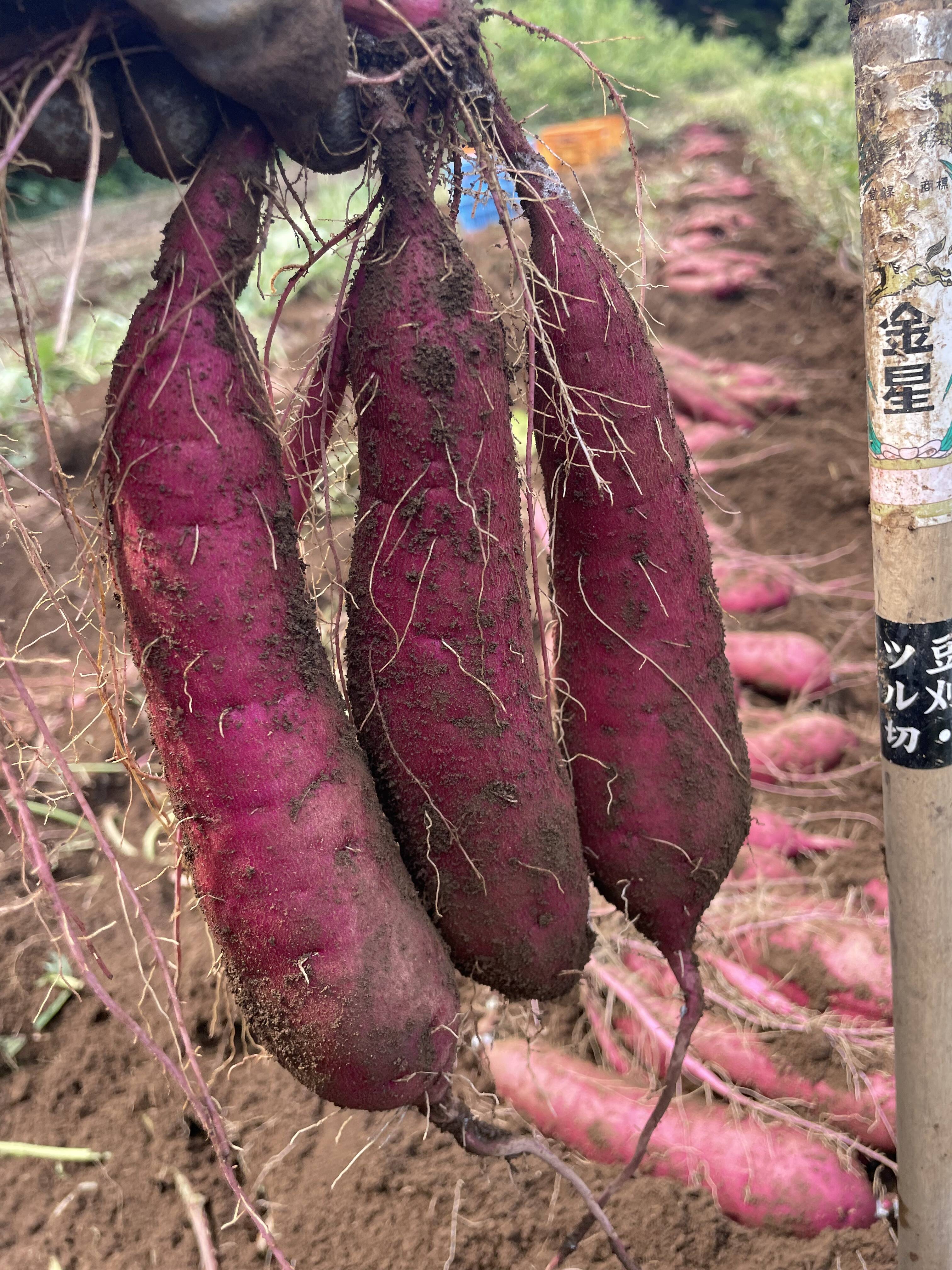 茨城県鹿嶋市産 シルクスイート10kg：茨城県産のシルクスイート｜食べ