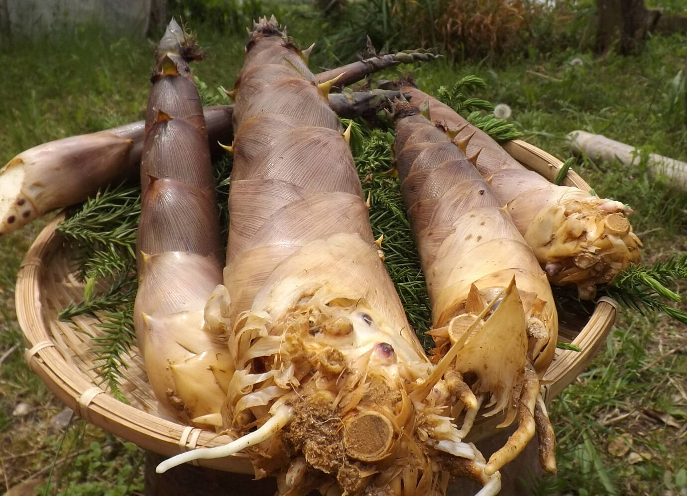 予約開始 2.0kg 淡竹 ハチク 筍 新鮮 根付き 掘ってすぐ発送 アク抜きの糠付き：愛知県産の淡竹｜食べチョク｜産地直送(産直)お取り寄せ通販 -  農家・漁師から旬の食材を直送