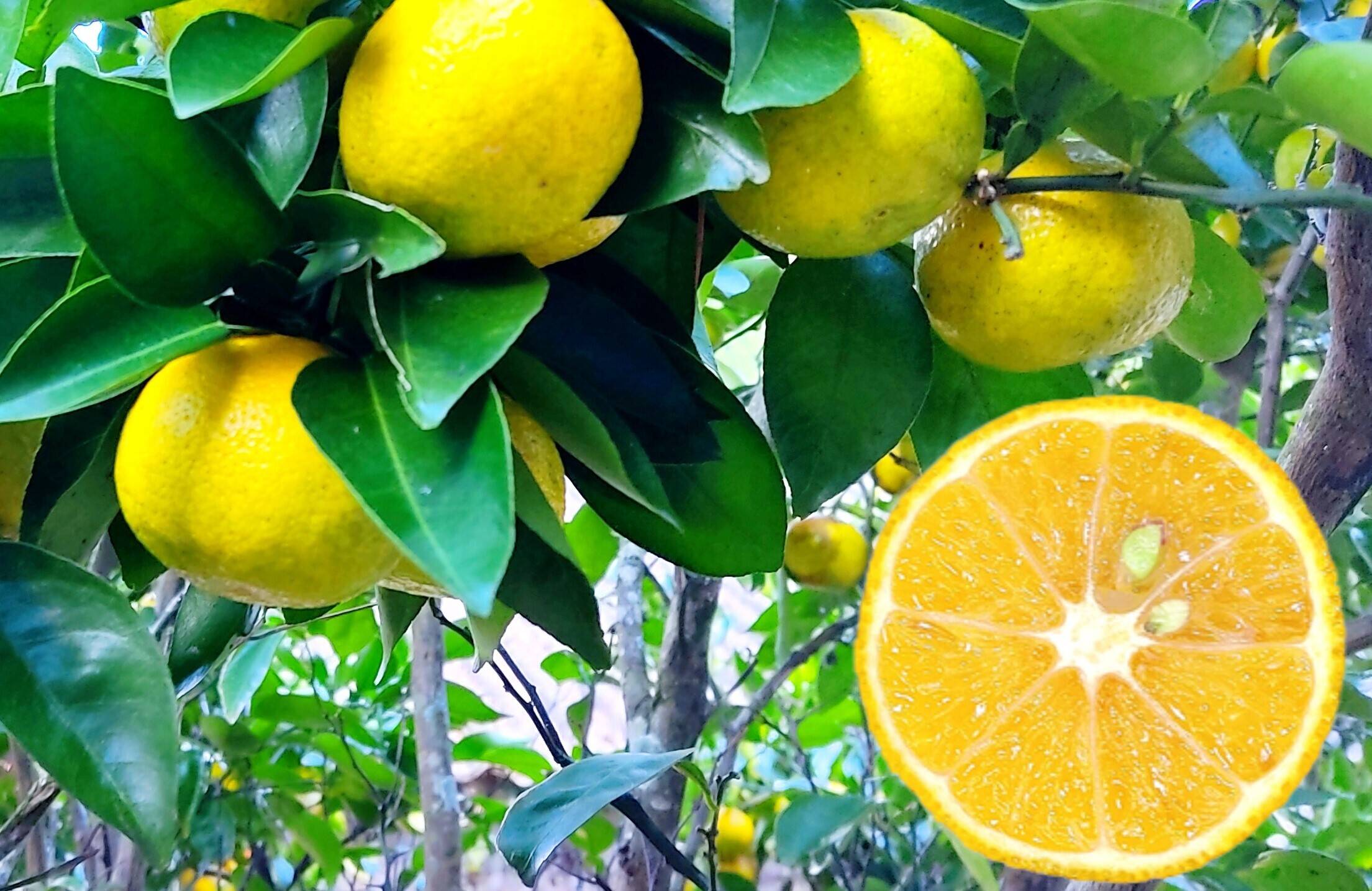 ゆずみかんさん専用です！ 5f961a5996299e131d1382b8c4379c