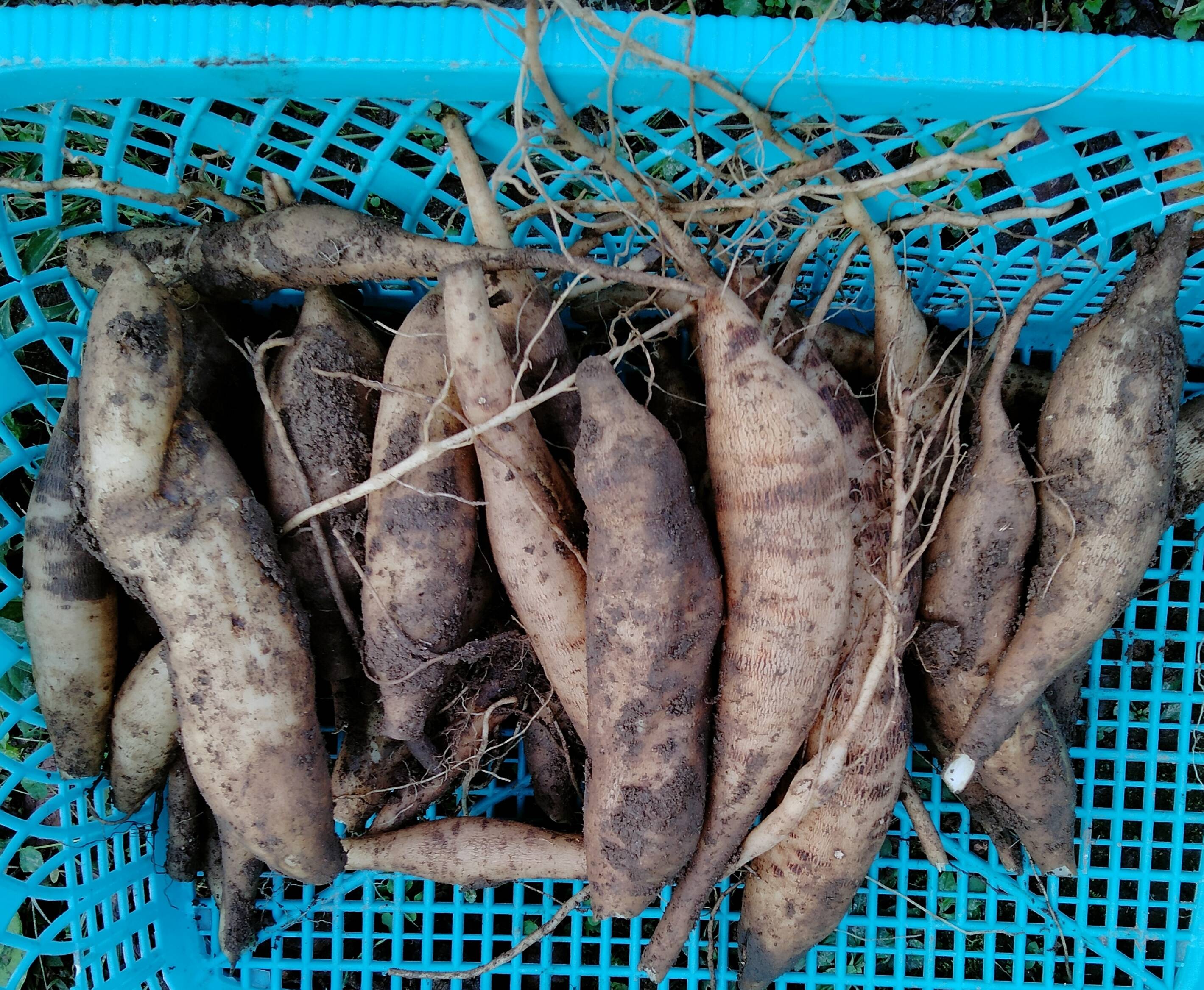 やっちゃん農園農薬不使用野菜 ヤーコン10キロ 島根県産の野菜 食べチョク 産地直送 産直 お取り寄せ通販 農家 漁師から旬の食材を直送