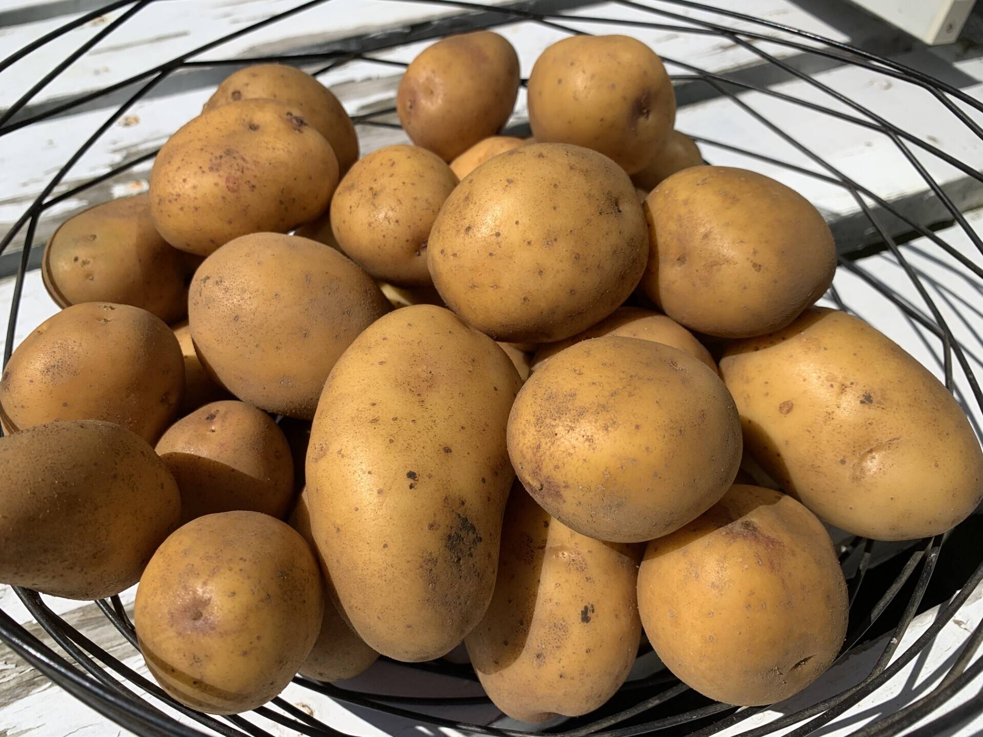 インカのめざめ　2 5fb272b8cfb44ef3a53dee1ce6f655