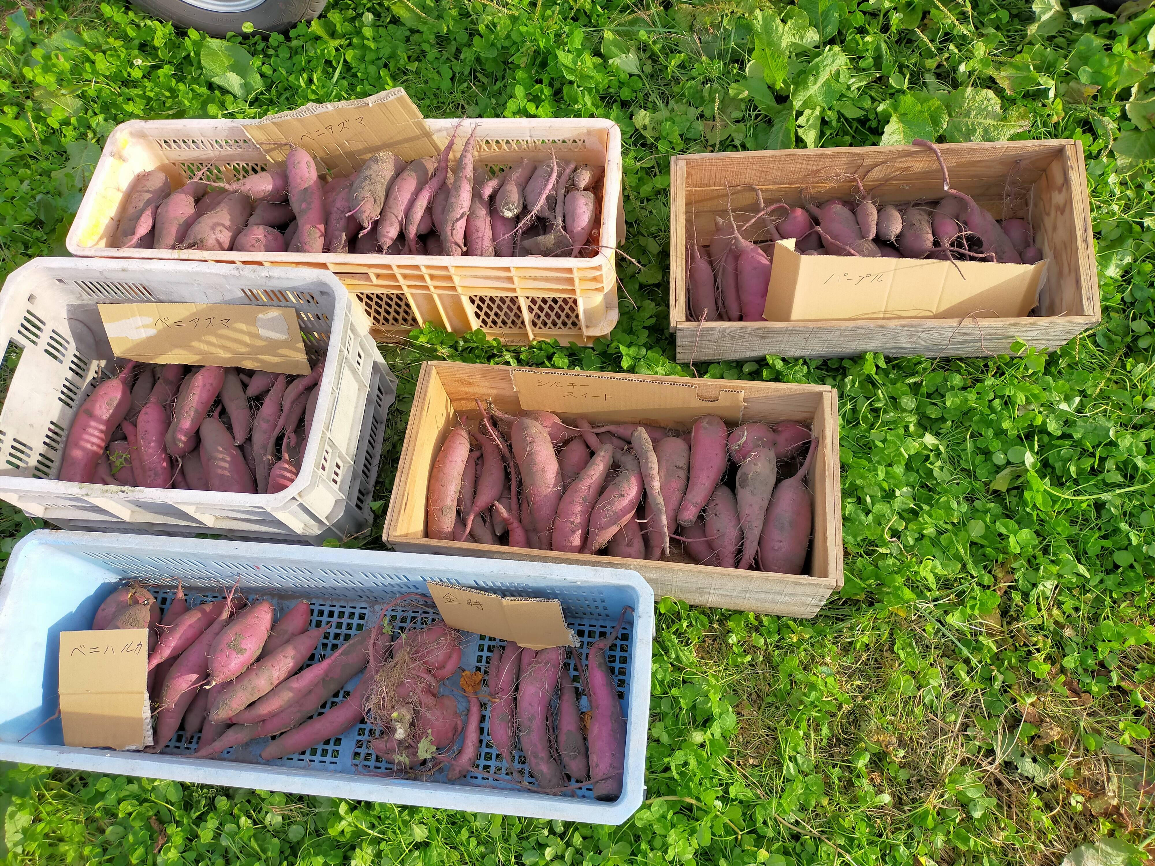 4か月以上熟成】青森県十和田産さつまいも食べ比べ（シルクスイート