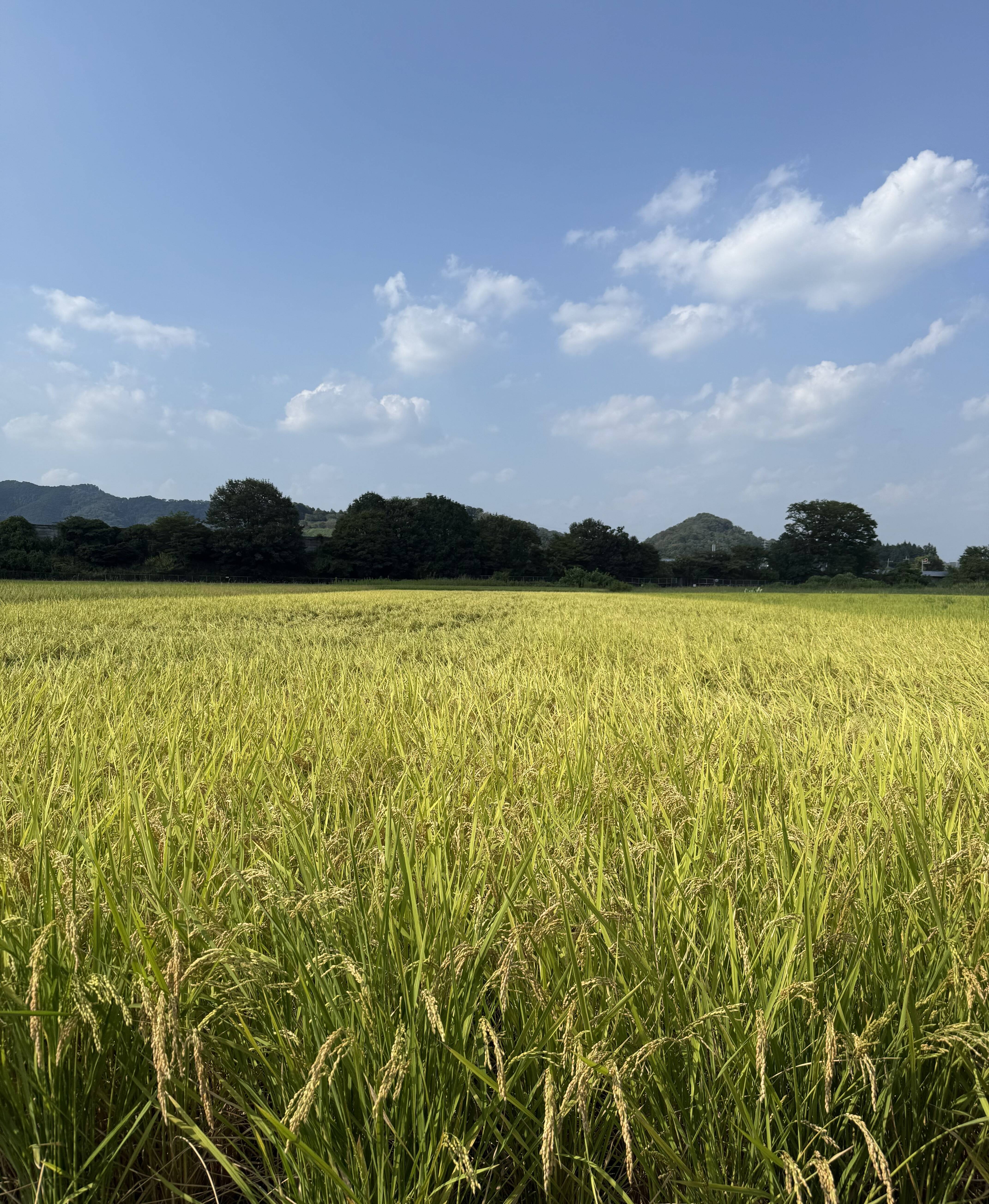 令和7年 栃木県産 コシヒカリ 無洗米10キロ：栃木県産のお米｜食べ