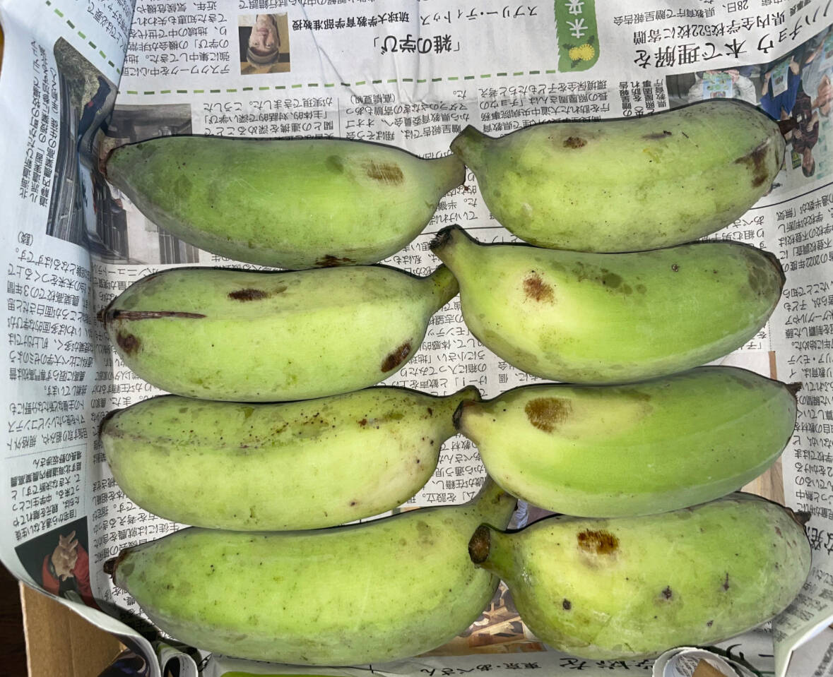 ナムワ系バナナ 〔自然栽培〕：沖縄県産のその他バナナ｜食べ