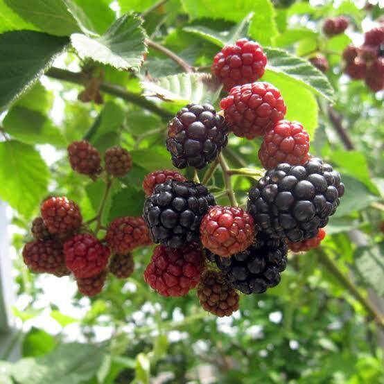 ブラックベリー 希少】採れたてをすぐに冷凍！国産冷凍ブラックベリー（500g）：群馬県