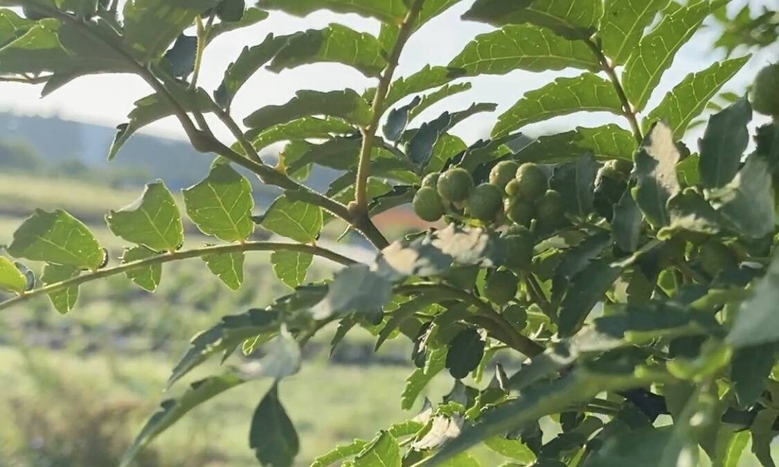 クール便❄️自然栽培🍀天然山椒の実(生100g)】爽やかな香り