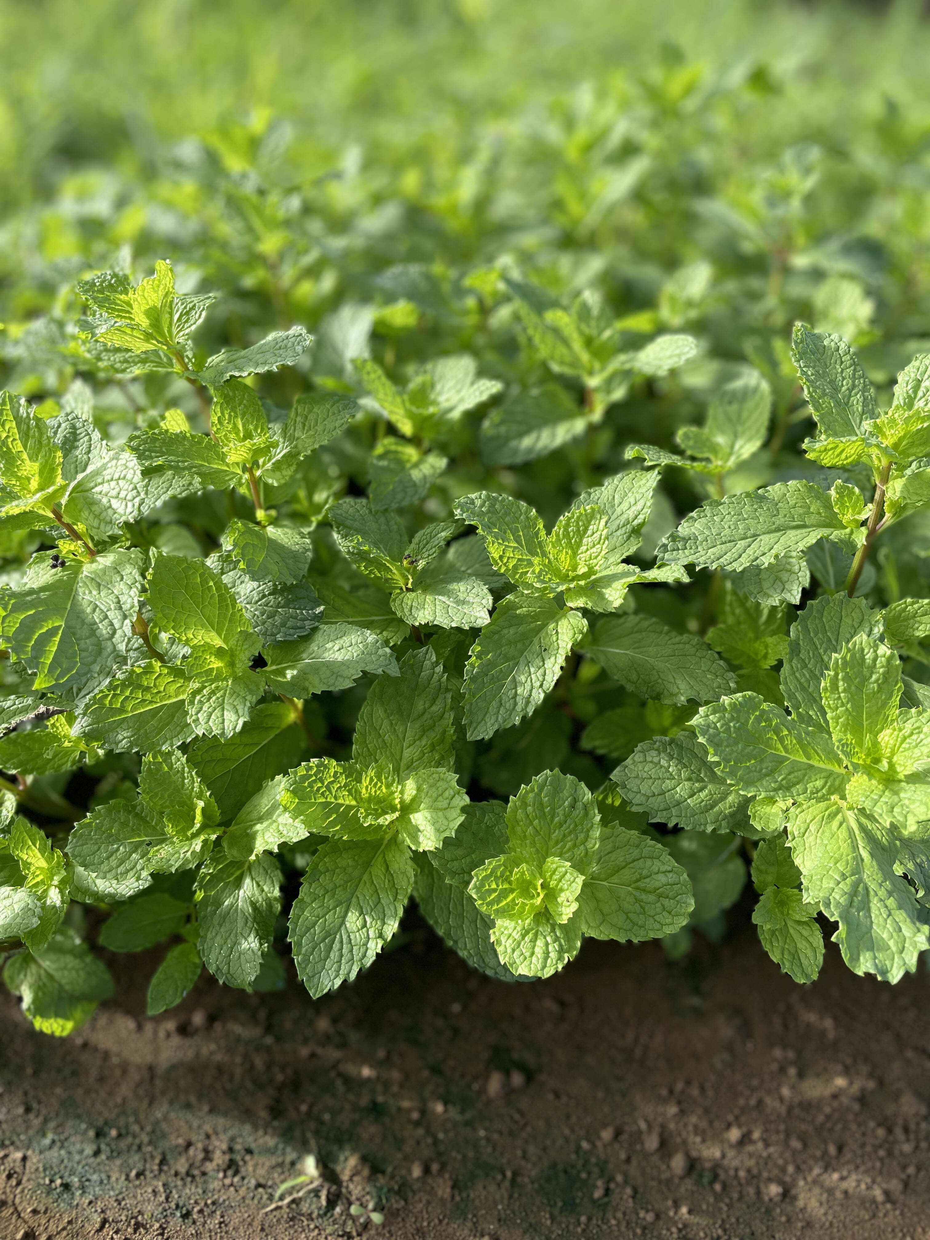 新鮮で香り高い！スペアミント1kg：静岡県産のミント｜食べチョク