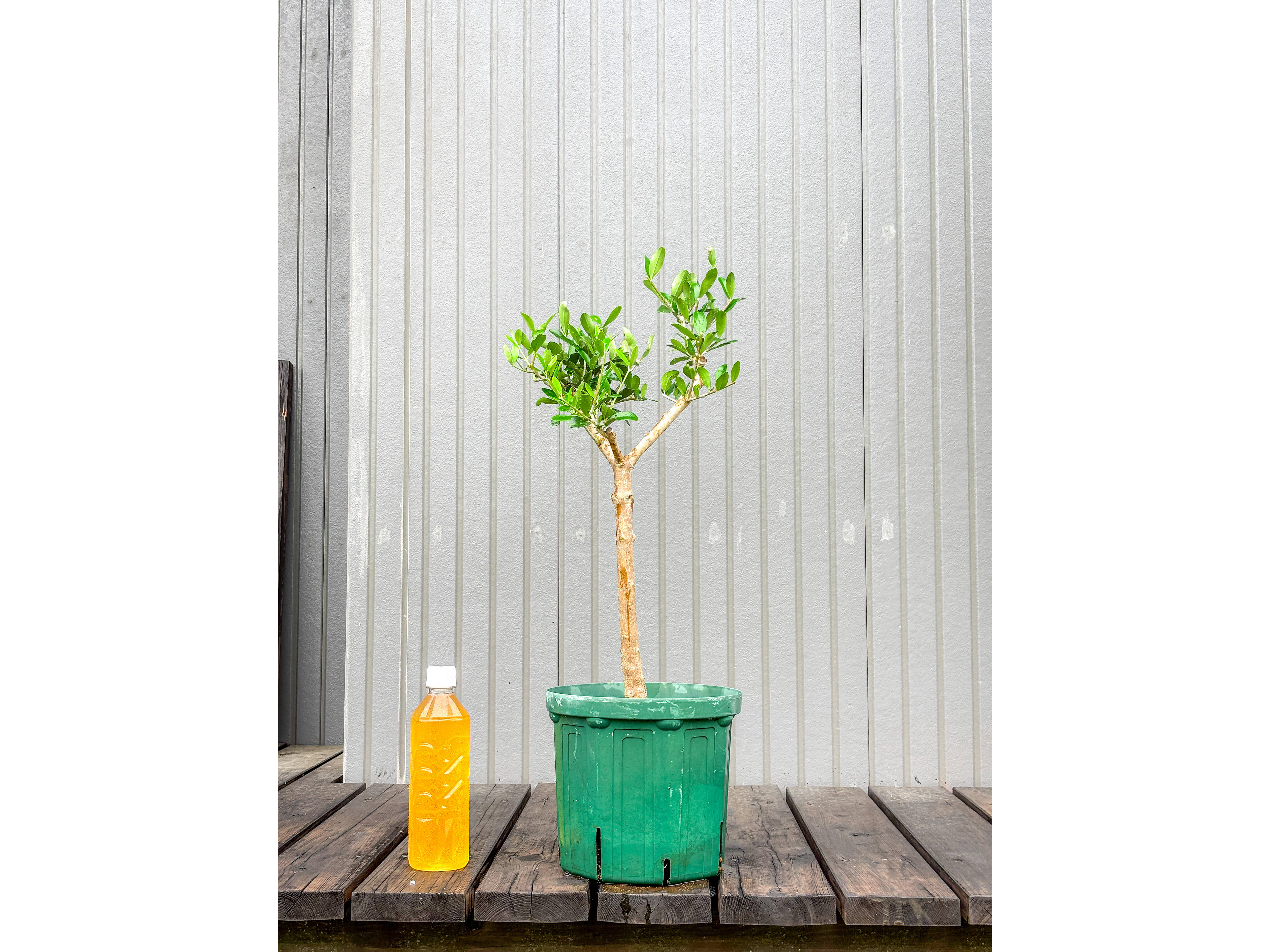 オリーブ　エルグレコ　コンクリート鉢植え　苗木　シンボルツリー オリーブ エルグレコ コンクリート鉢植え 苗木 シンボルツリー