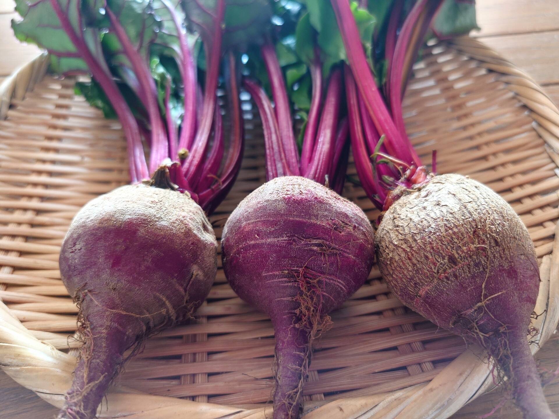 京都産】 生ビーツ 約1.5kg (葉なし6〜8個程度 )：京都府産のその他