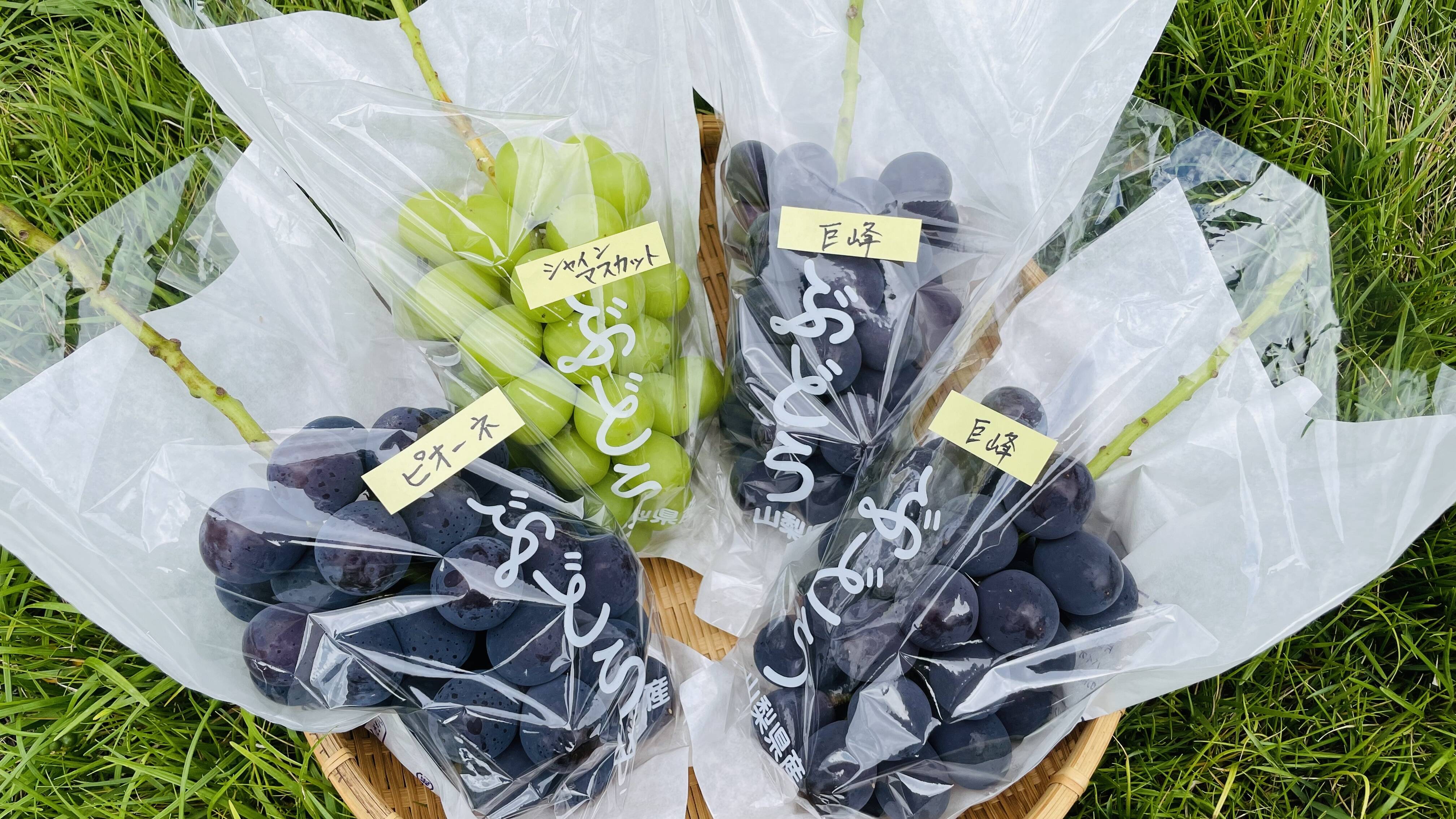 農薬節約栽培】巨峰2房・シャイン・ピオーネ詰め合わせ(種なし) 2キロ