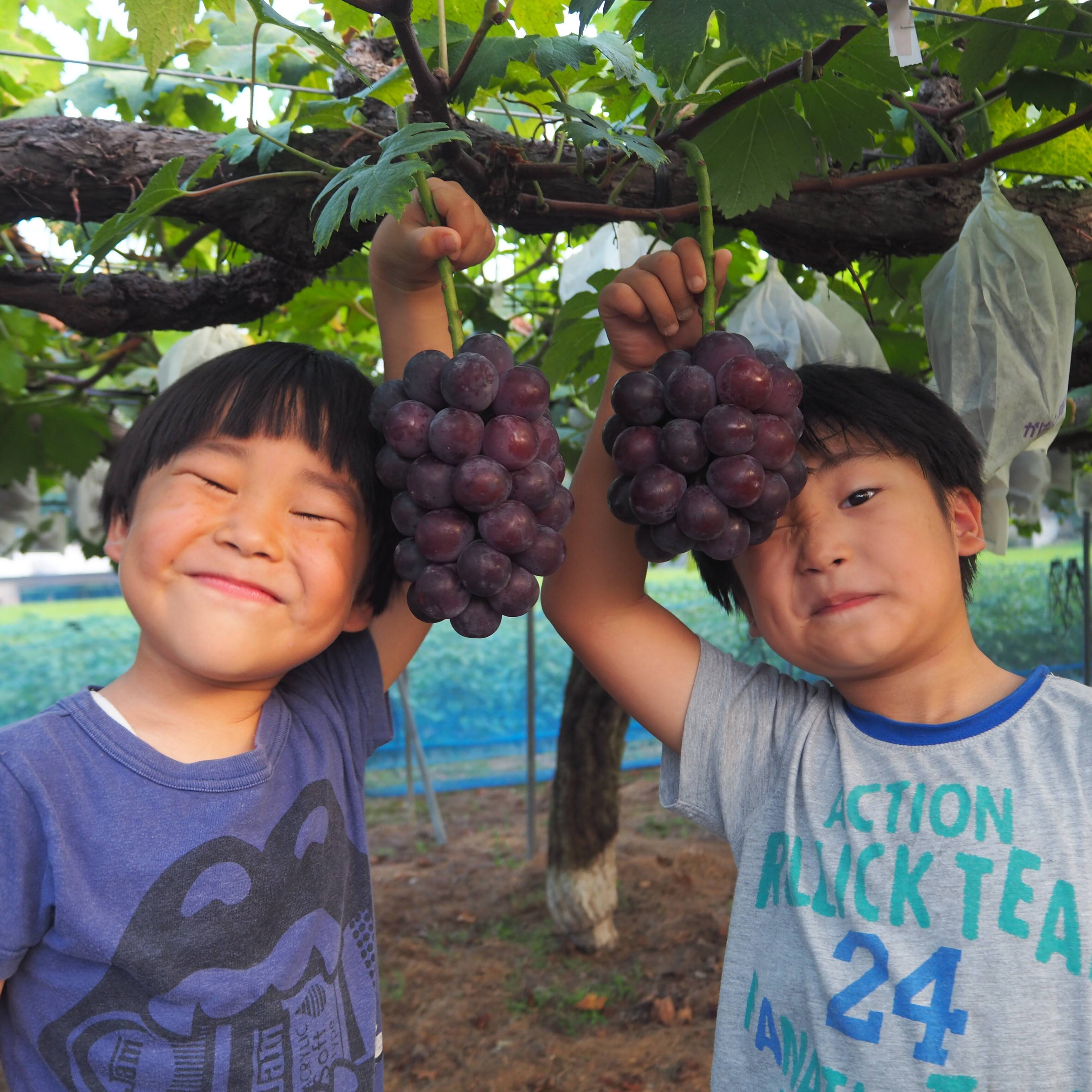 アイリスカウファーム kokochitofarm【ここちとふぁーむ】へのレビュー・商品：岡山県
