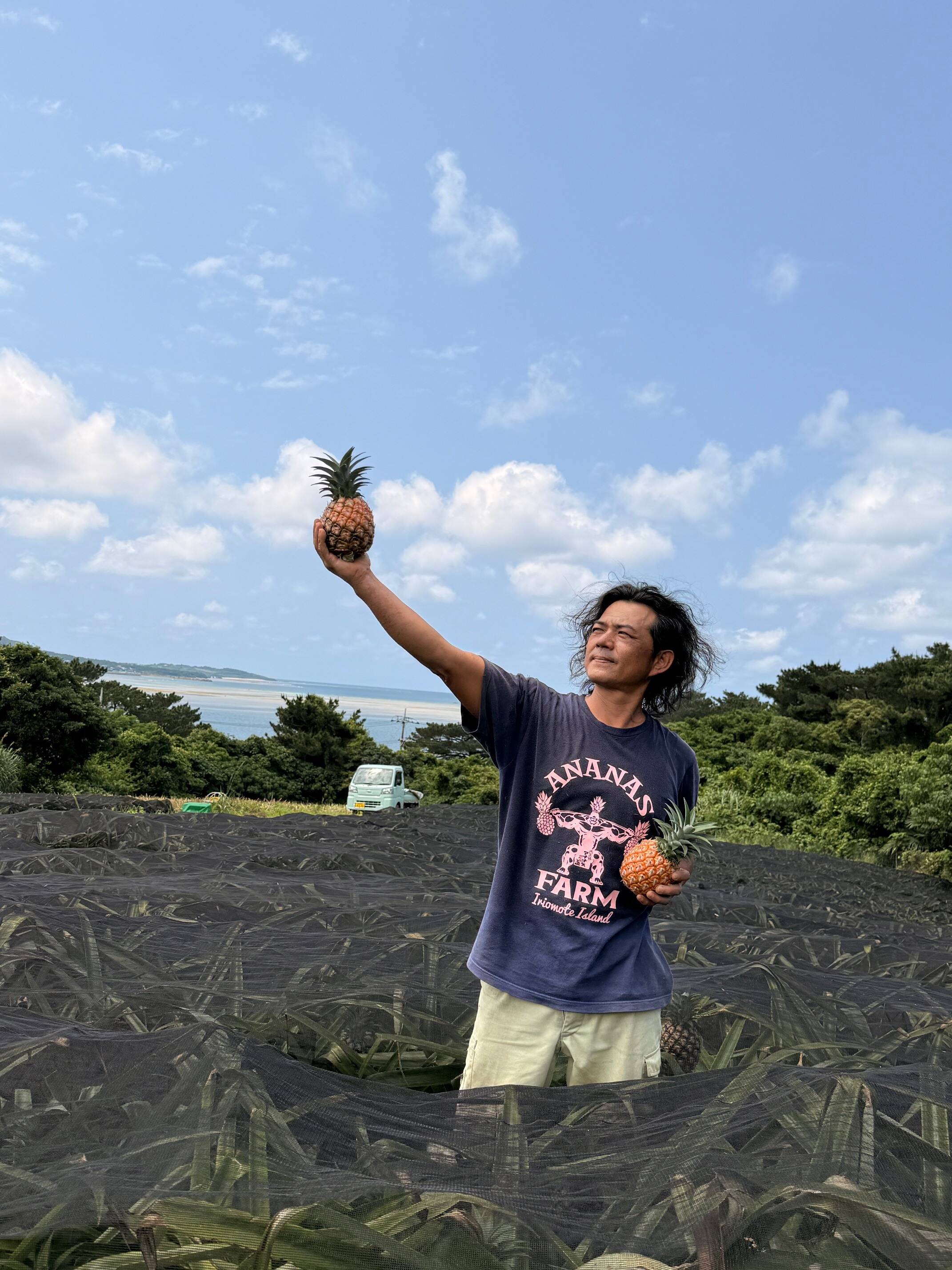 独自栽培！！完熟ピーチパイン1.2kg(2~3個)『沖縄県西表島パイナップル